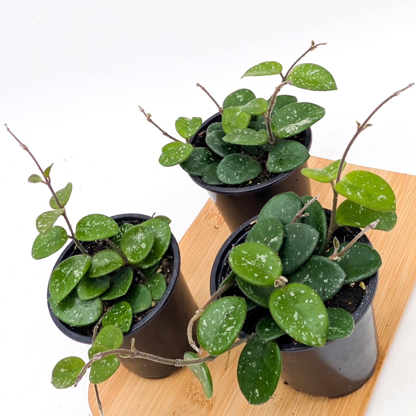 Hoya Mathilde Splash