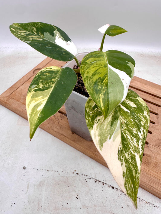 Philodendron White Princess Aurea Variegated - Rare