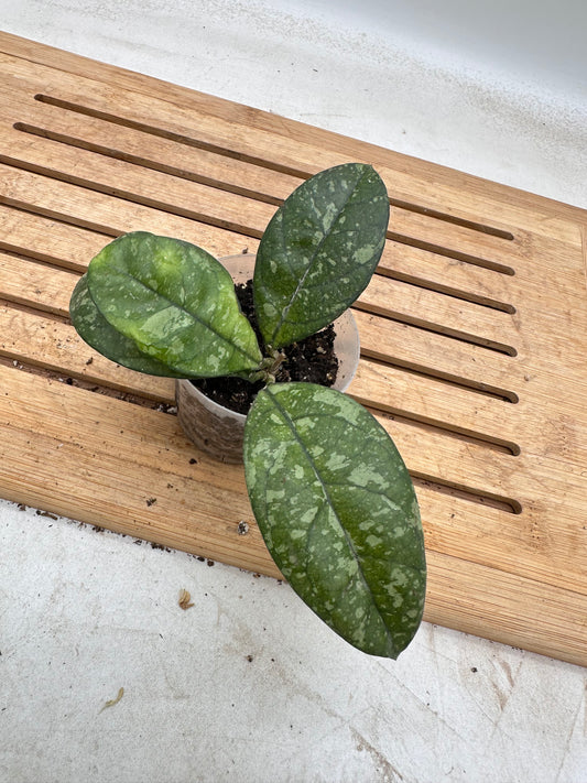 Hoya Crassipetiola Splash - Labour Day Sale ❤️‍🔥