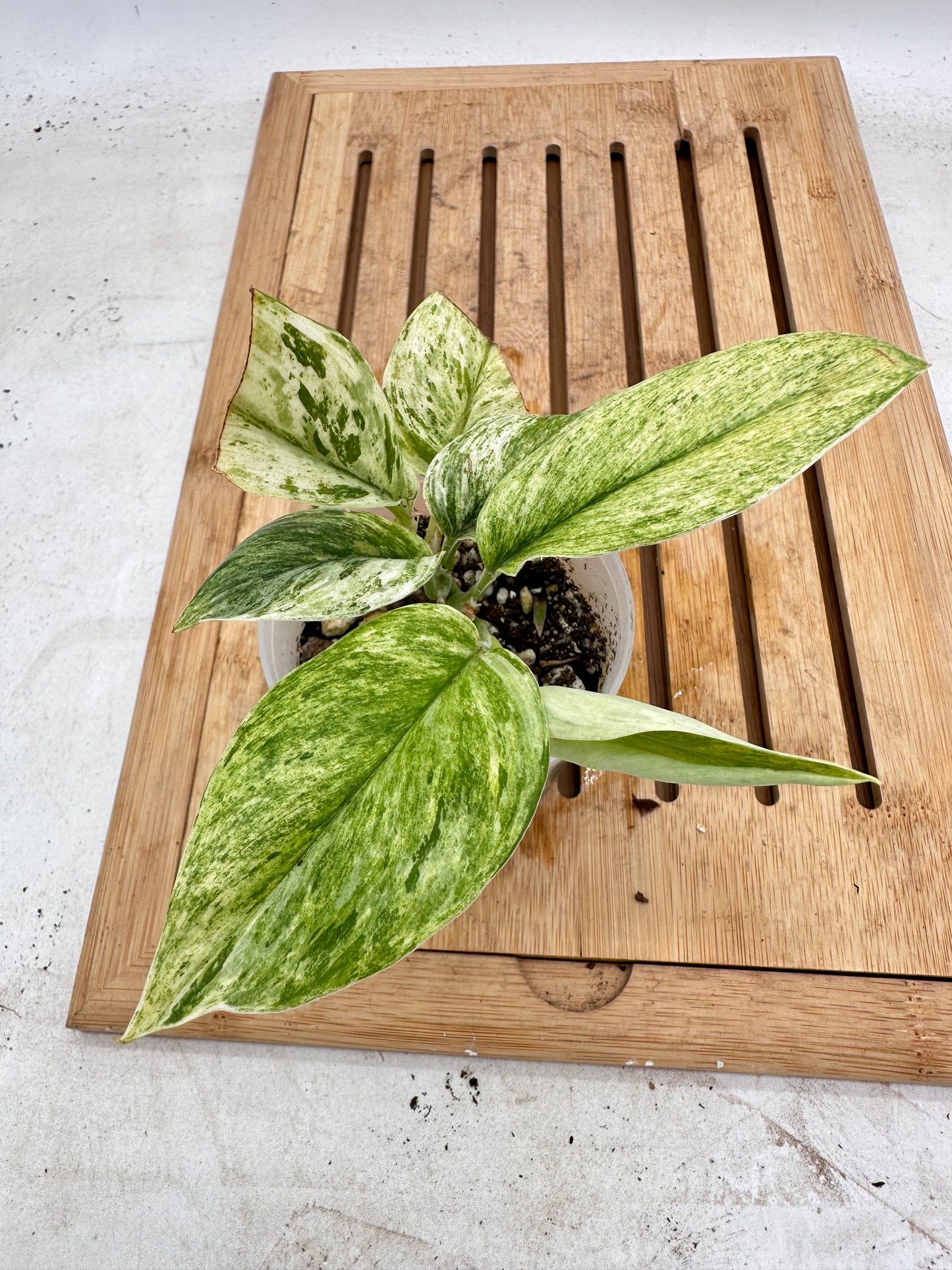 Scindapsus Super Star