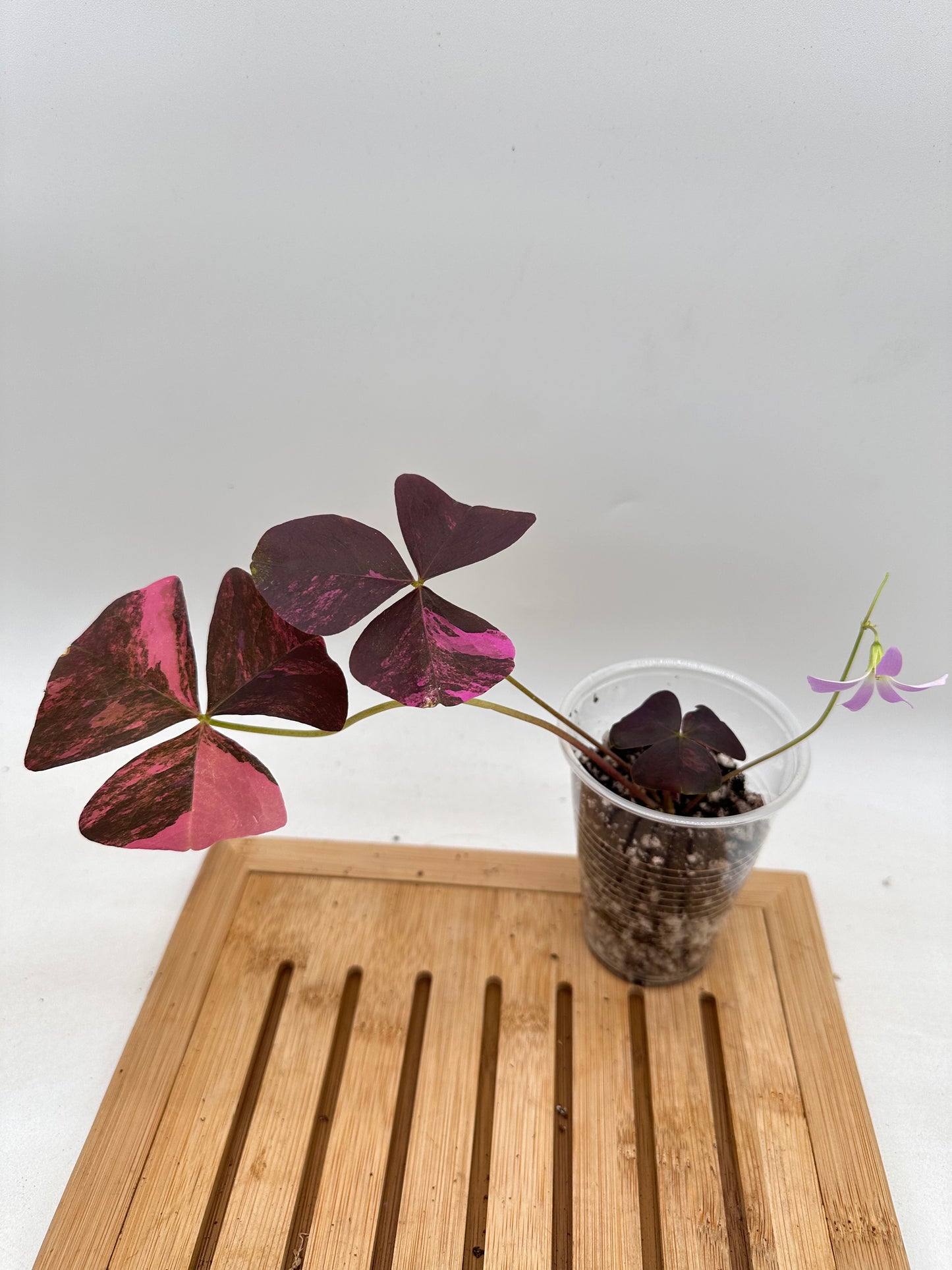 Oxalis Triangularis Pink Variegated