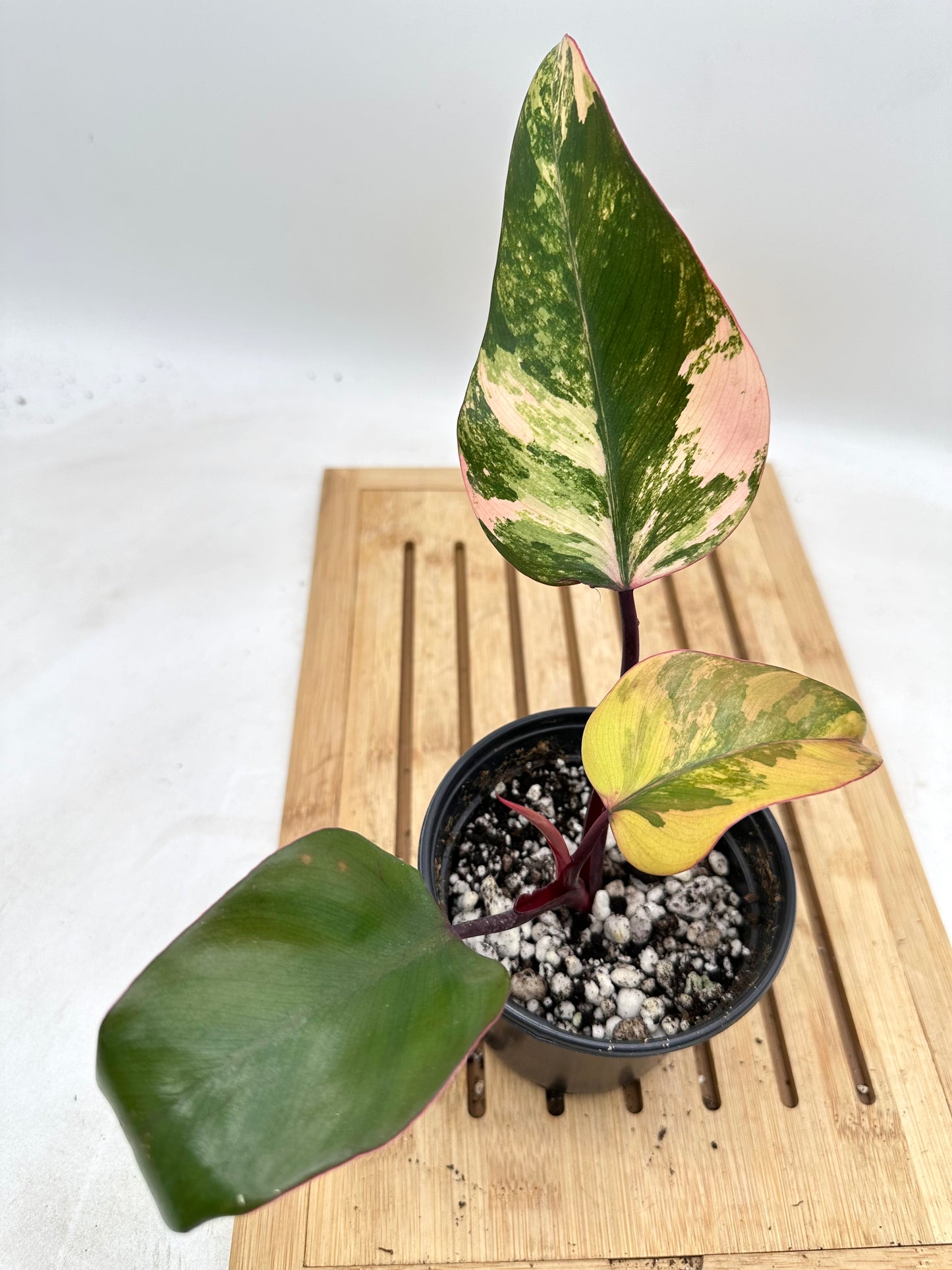 Philodendron Strawberry Shake