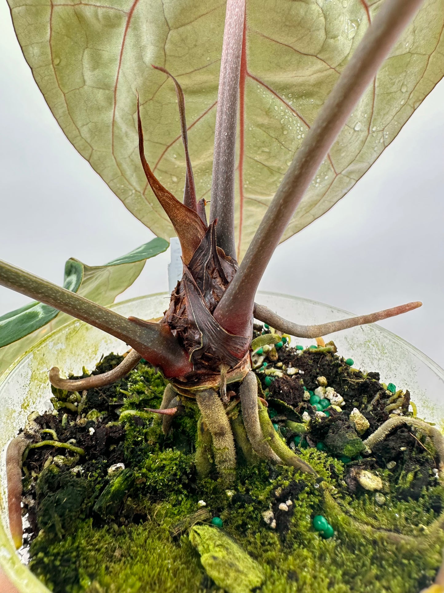 Anthurium Tim Anderson Memorial - Size Large