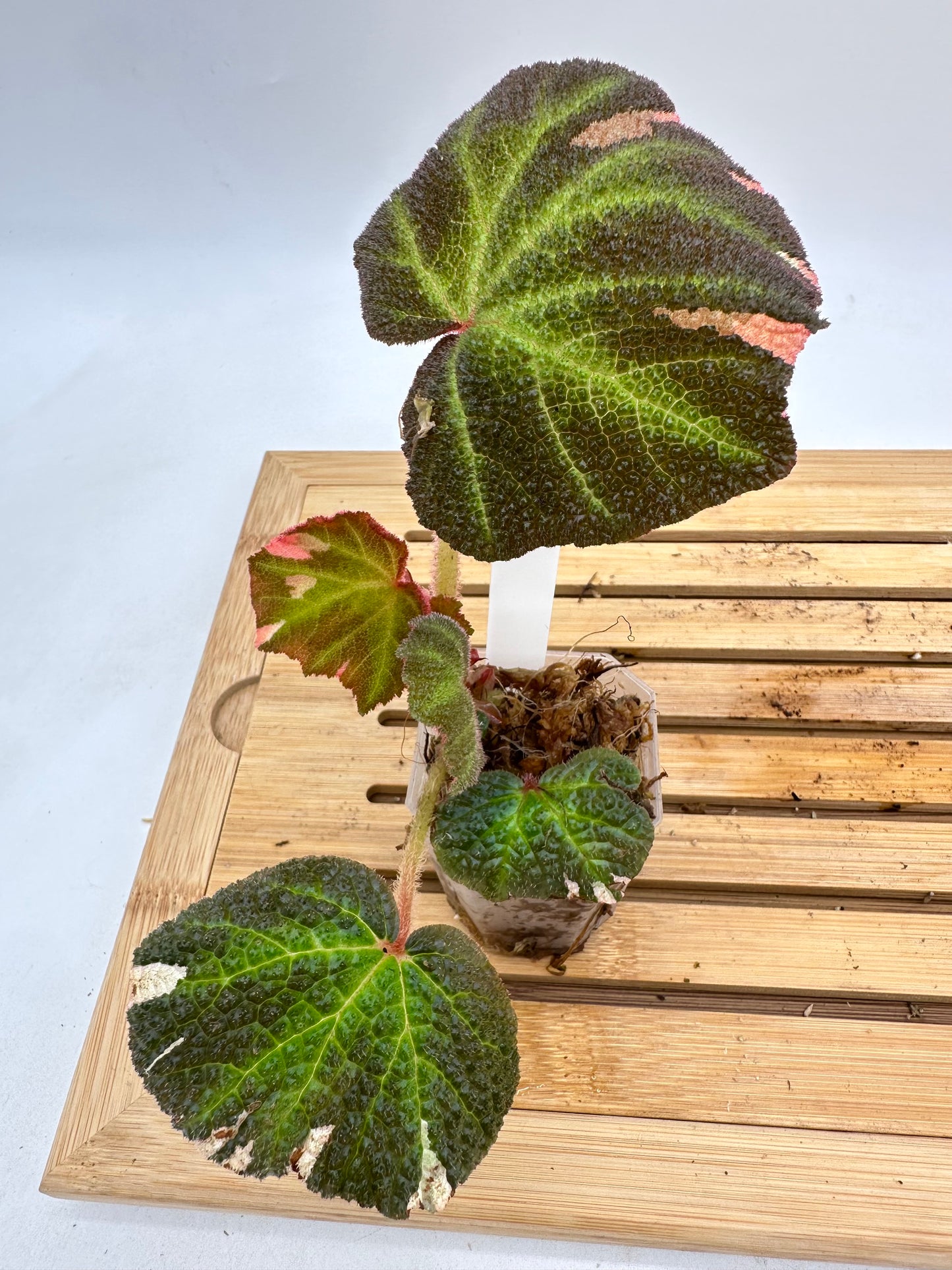 Begonia Soli Mutata Pink Variegated