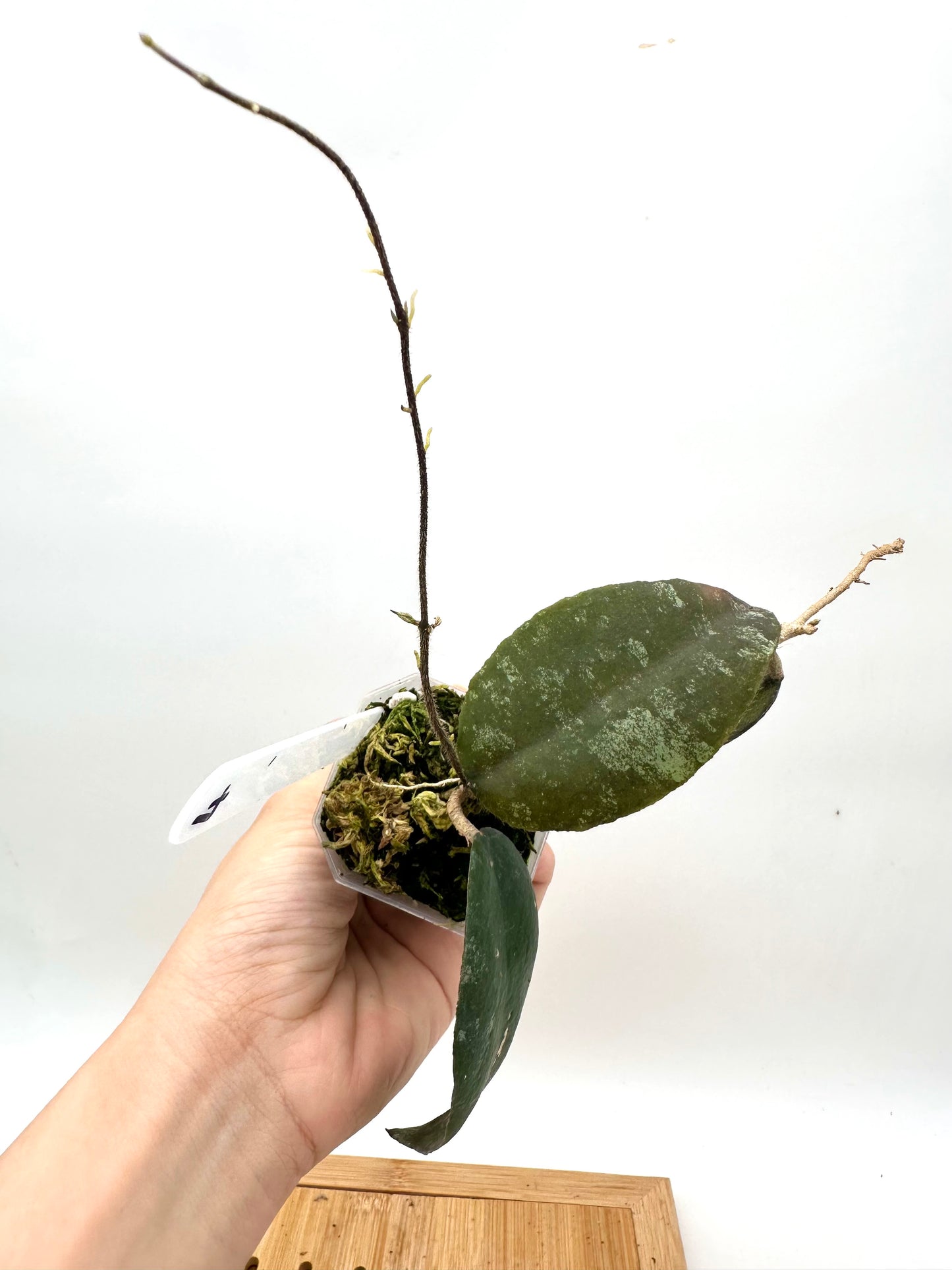 Hoya Caudata Sumatra
