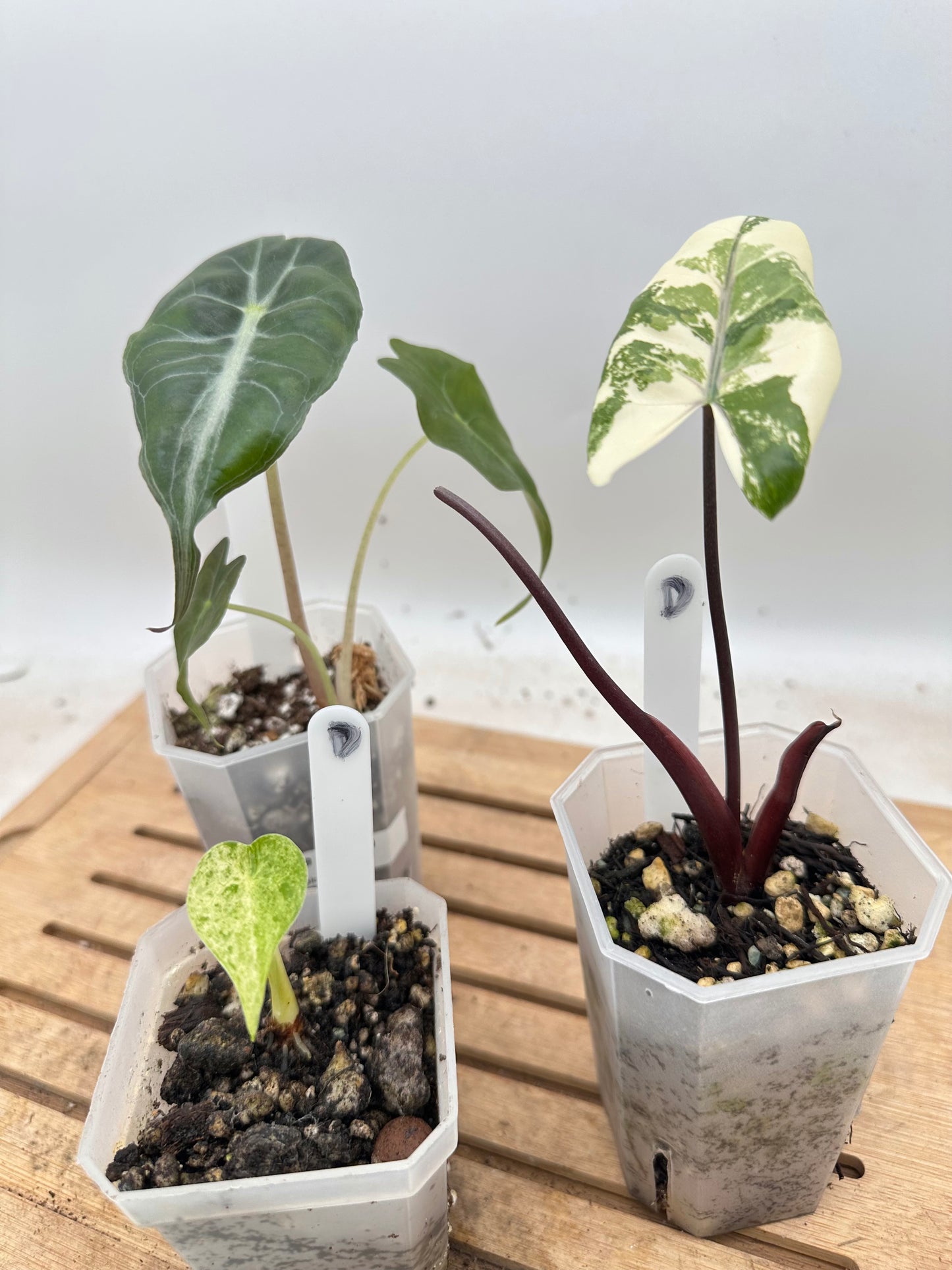 Combo Sale - Alocasia Venom & Alocasia Cucullata Mint Variegated & Alocasia Black Stem Albo Variegated