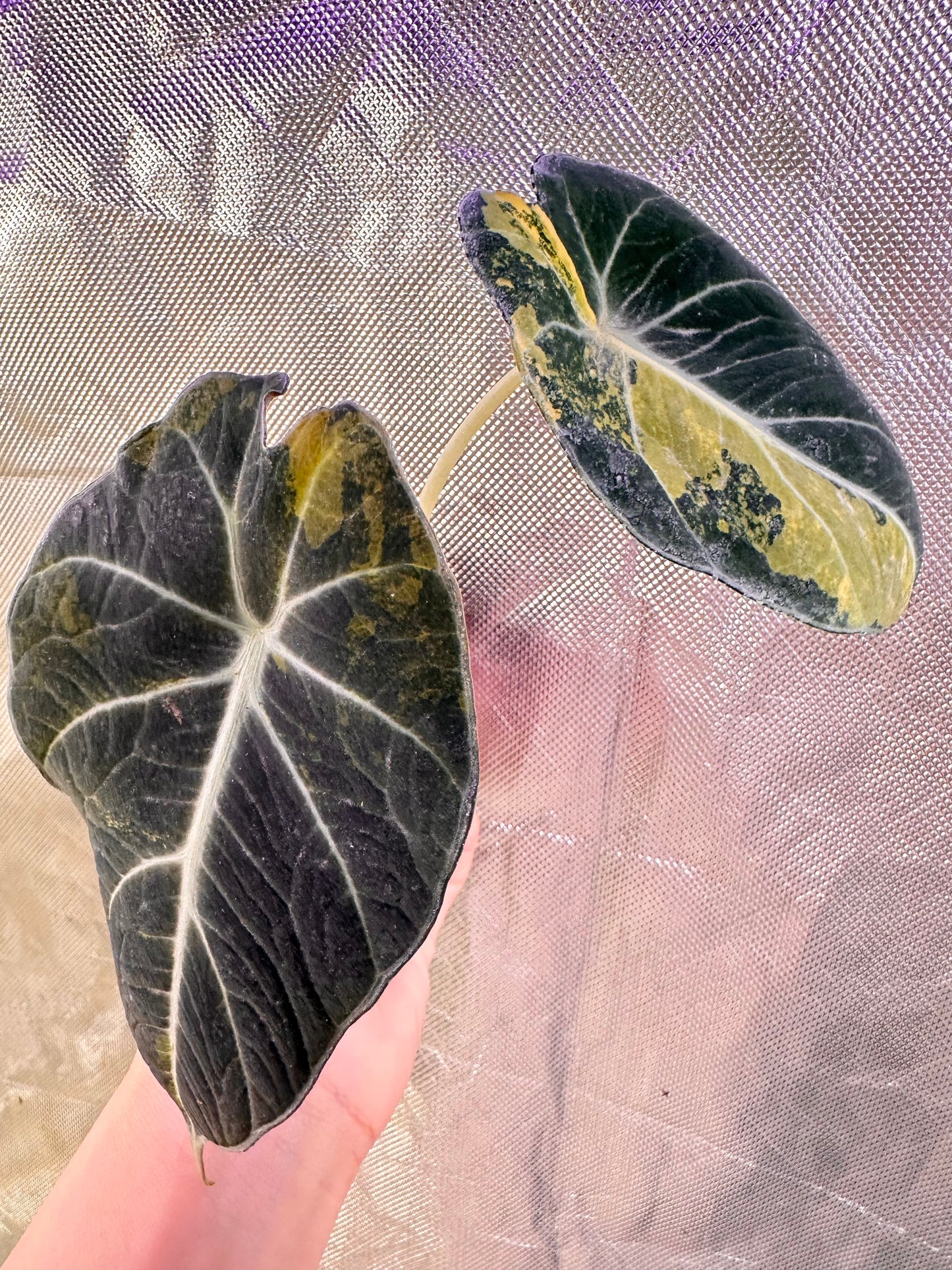 Alocasia Black Velvet Gold Variegated