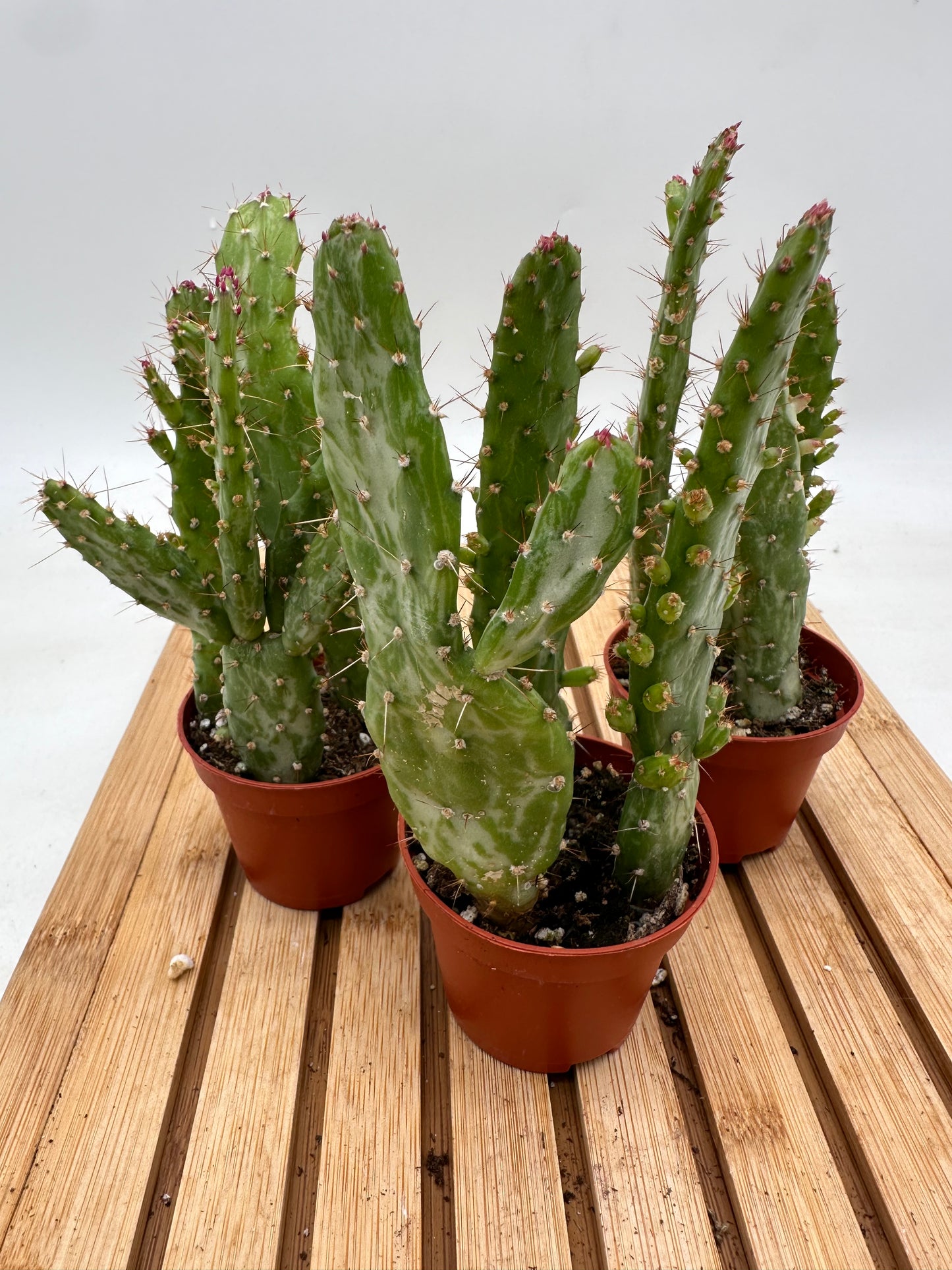 Thanksgiving Sales - Variegated Cartoon Cactus