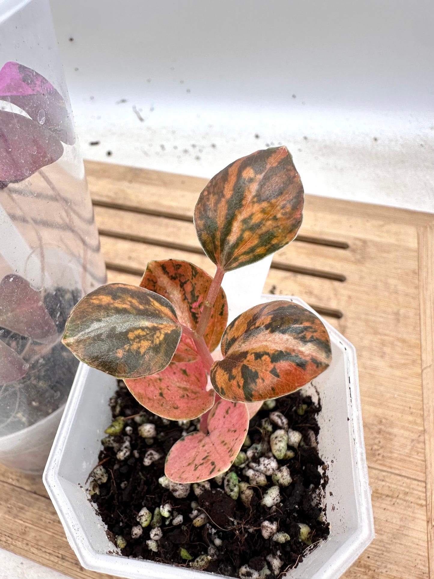 Combo Sale - Oxalis Triangularis Pink Variegated & Peperomia Metallica Orange Variegated