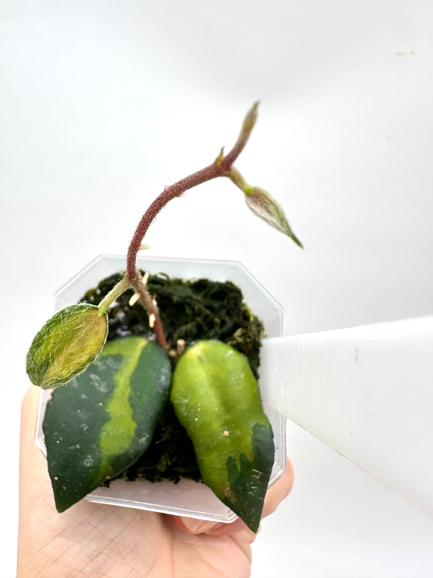 Hoya Caudata Variegated
