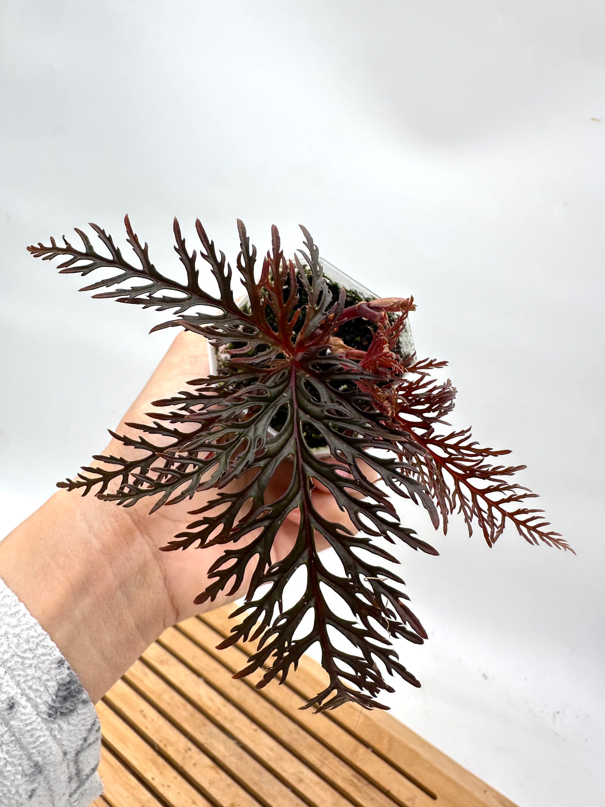 Begonia Bipinnatifida ‘Fern Leaf’