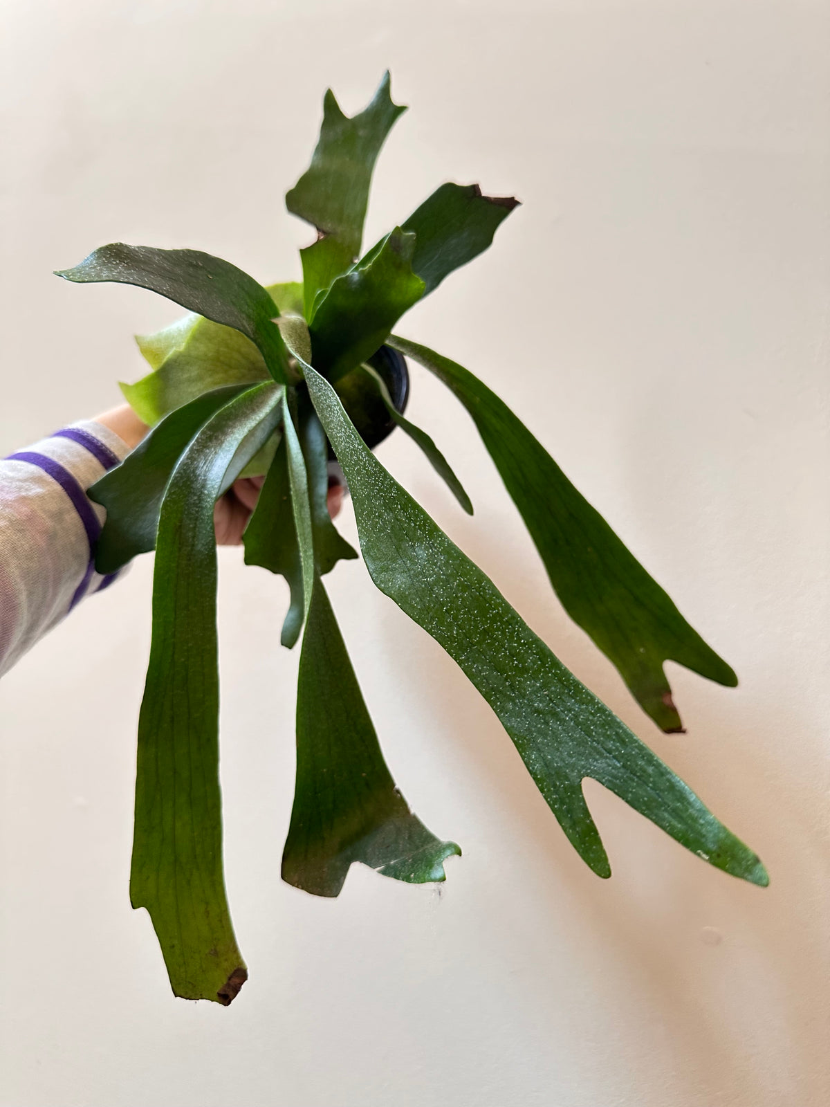 Staghorn Fern