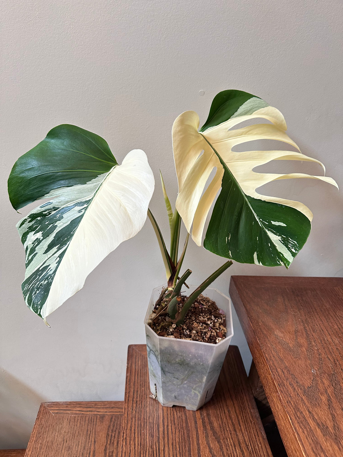Monstera Jungle Mint Noid - Size Large