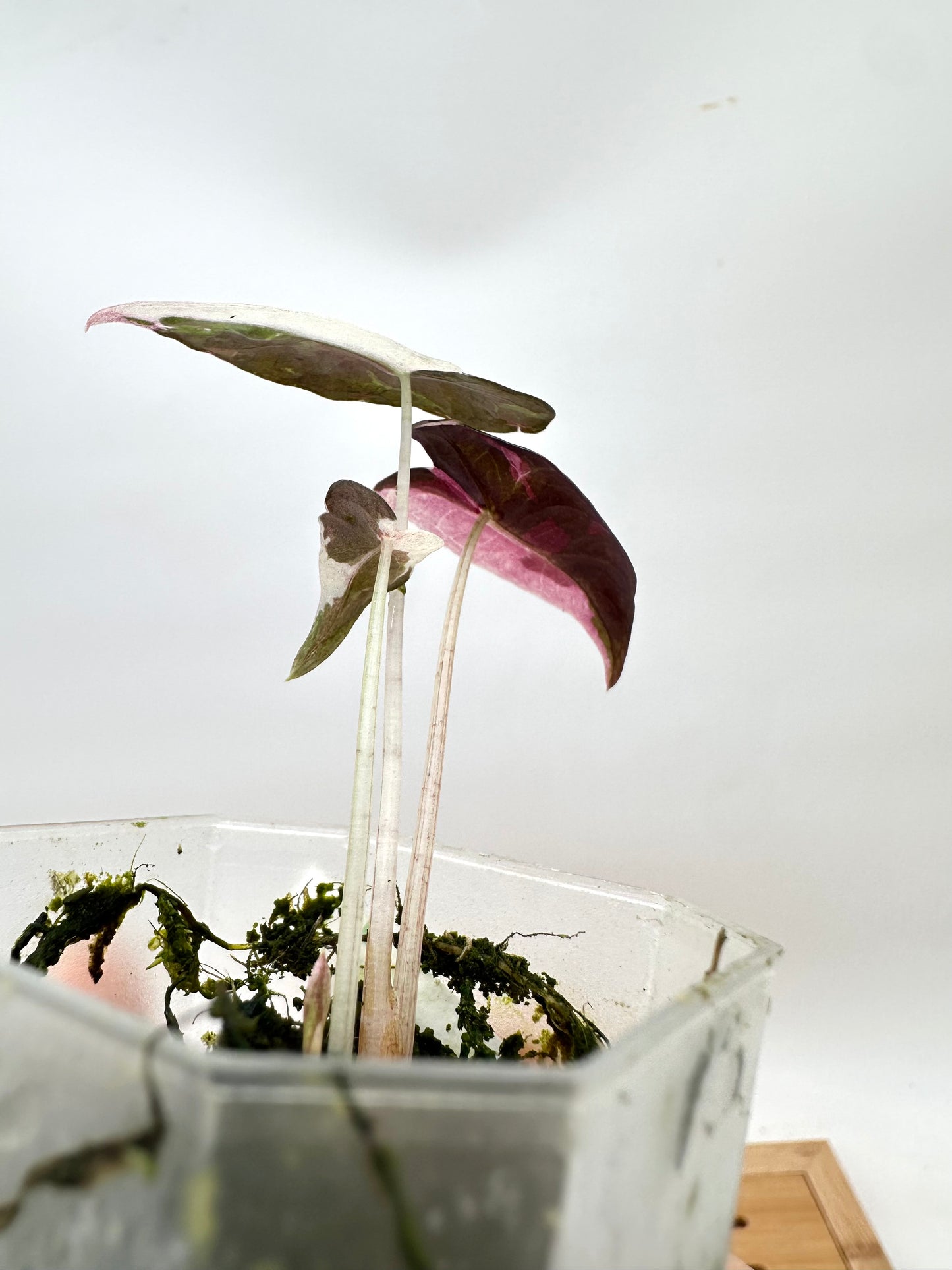 Alocasia Nobilis Albo Pink Variegated - Multiple Growths