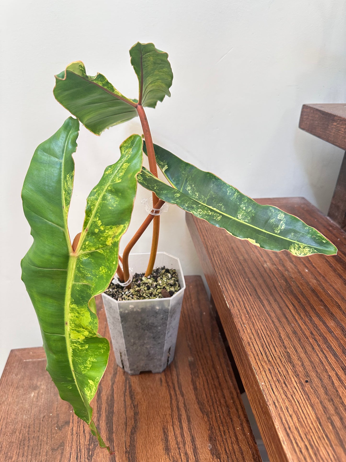 Philodendron Billietiae Variegated - Good Size