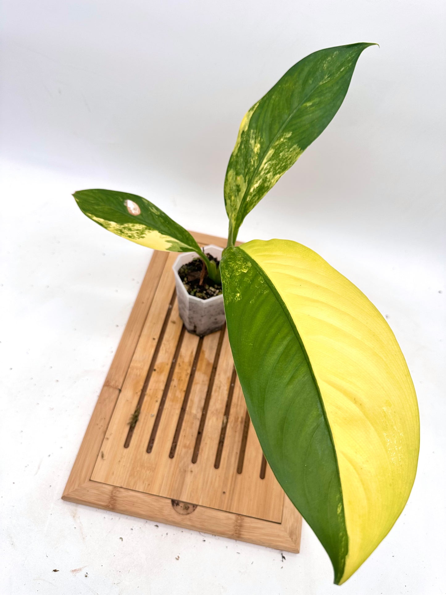 Dieffenbachia ‘Big Ben’ Variegated