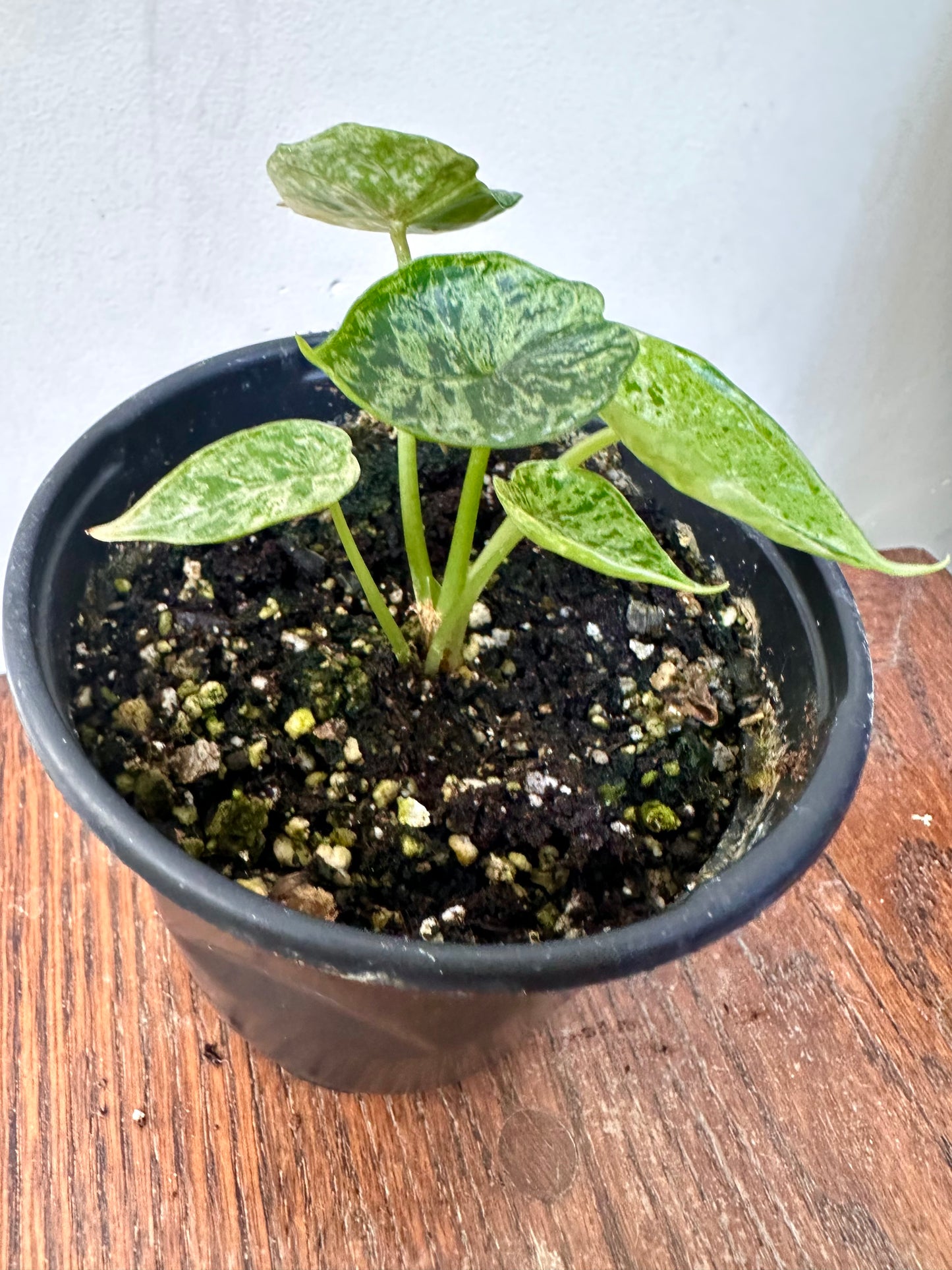 Alocasia Dragon Scale Mint Variegated - 2 growths