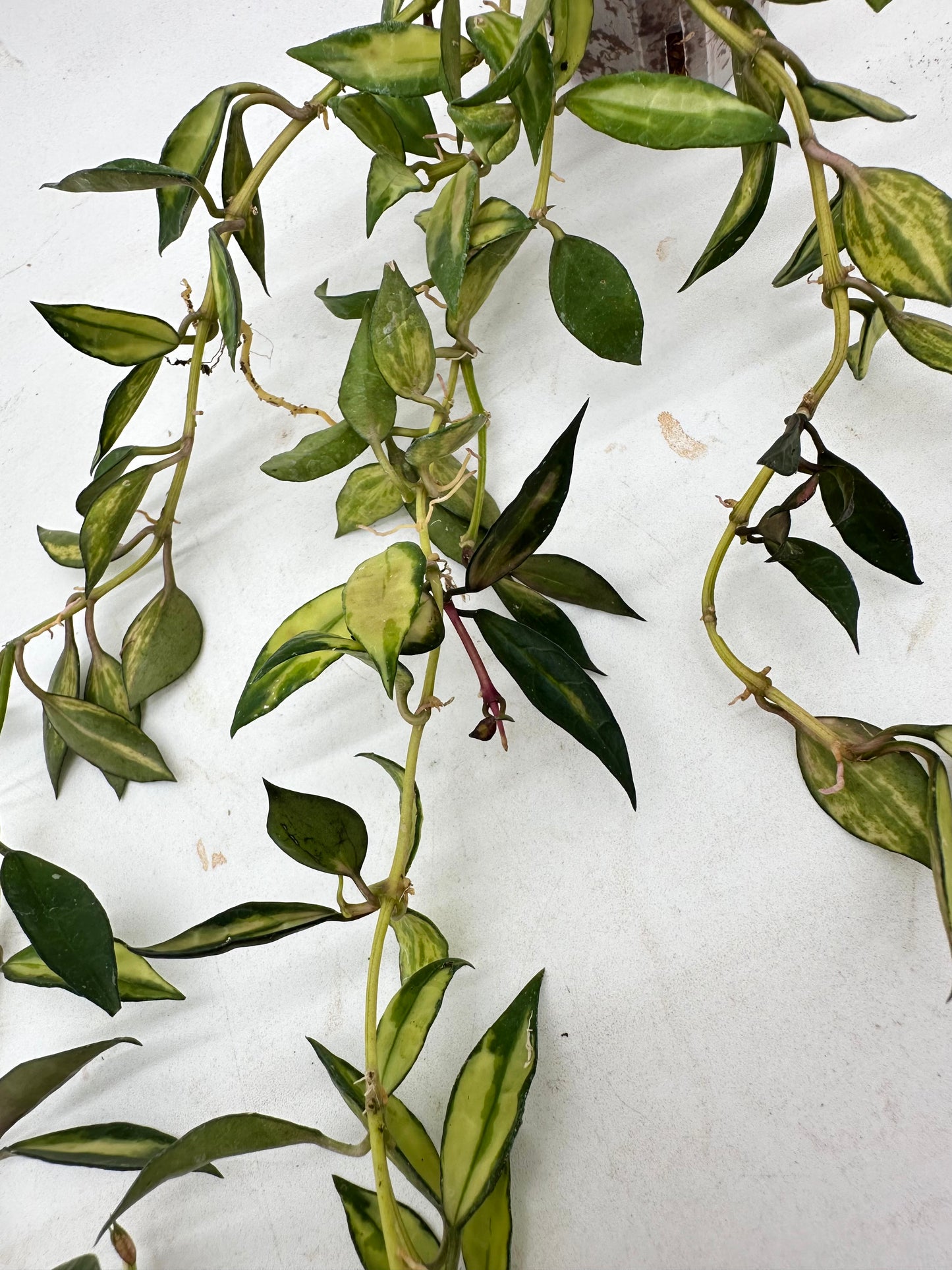 Hoya Lacunosa Variegated
