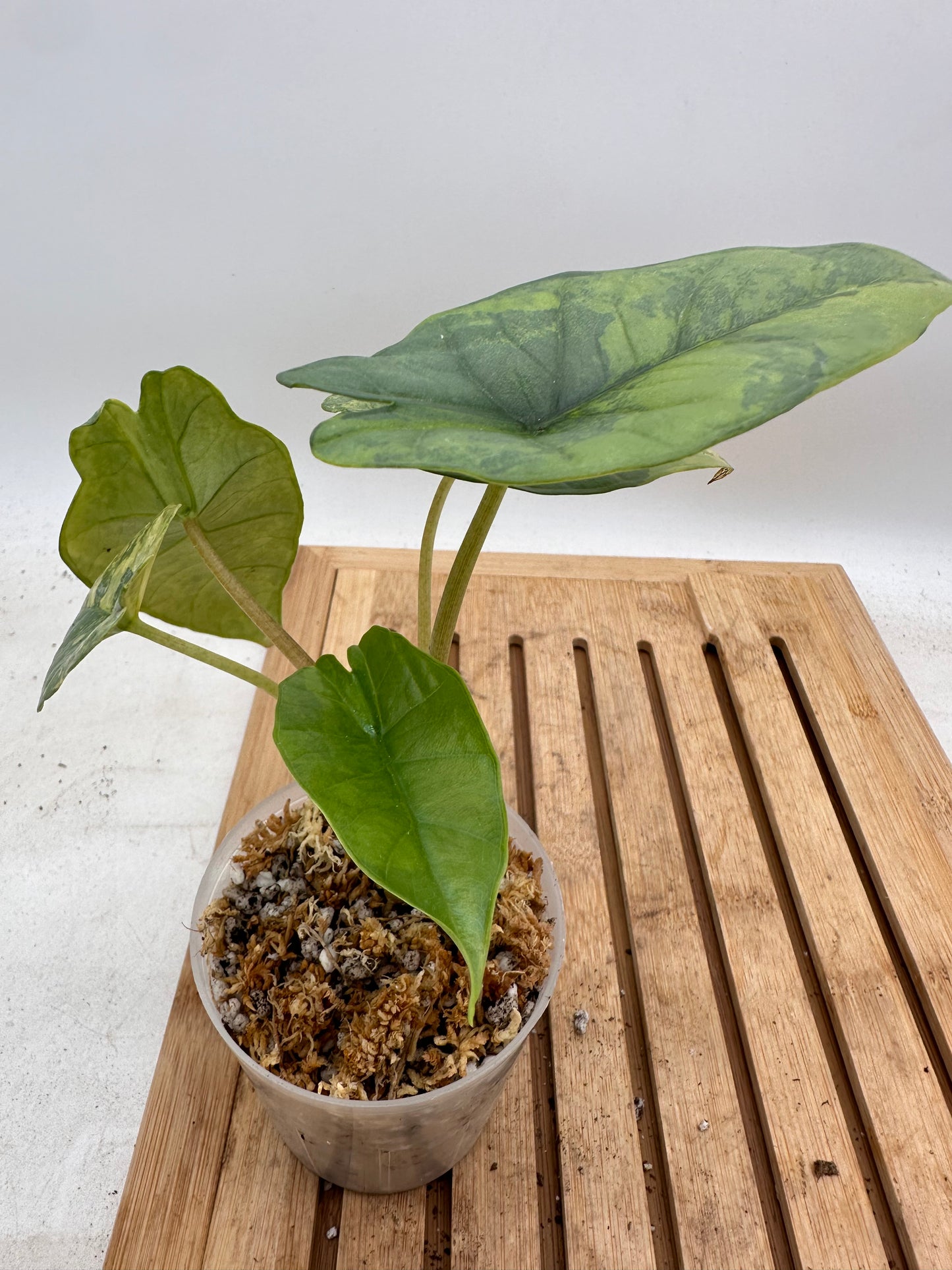 Alocasia Platinum Aurea Variegated 🦄
