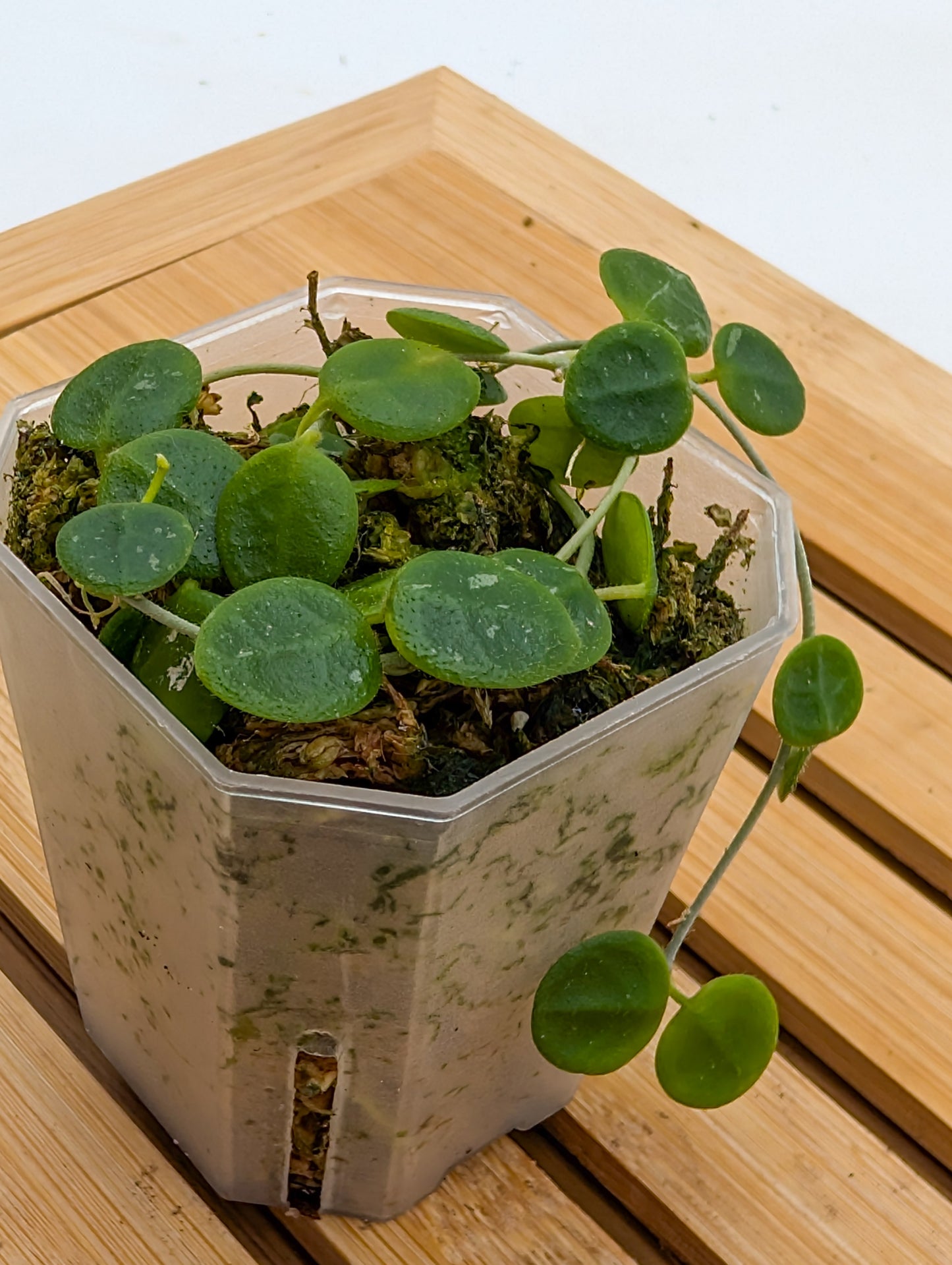 Hoya Serpens