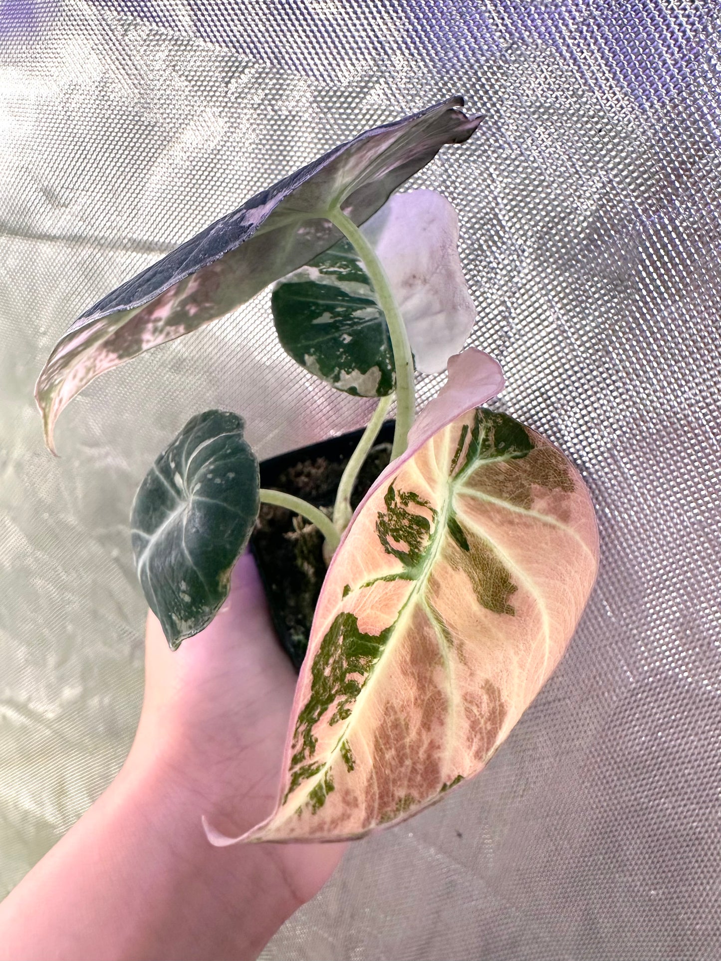 Alocasia Black Velvet Variegated