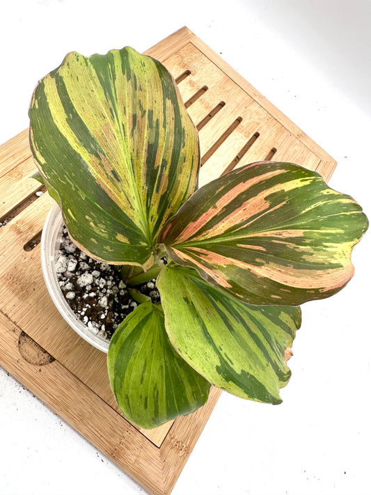 Thanksgiving Sales - Variegated Kaempferia