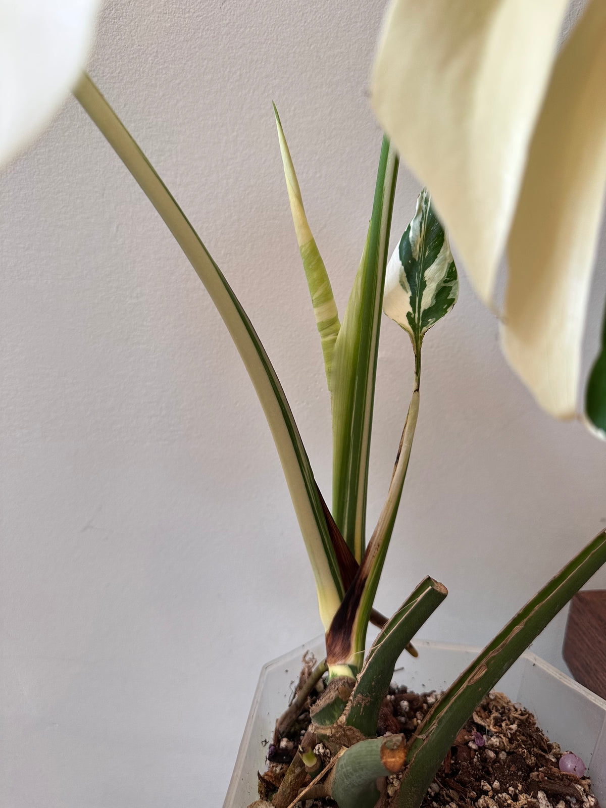 Monstera Jungle Mint Noid - Size Large