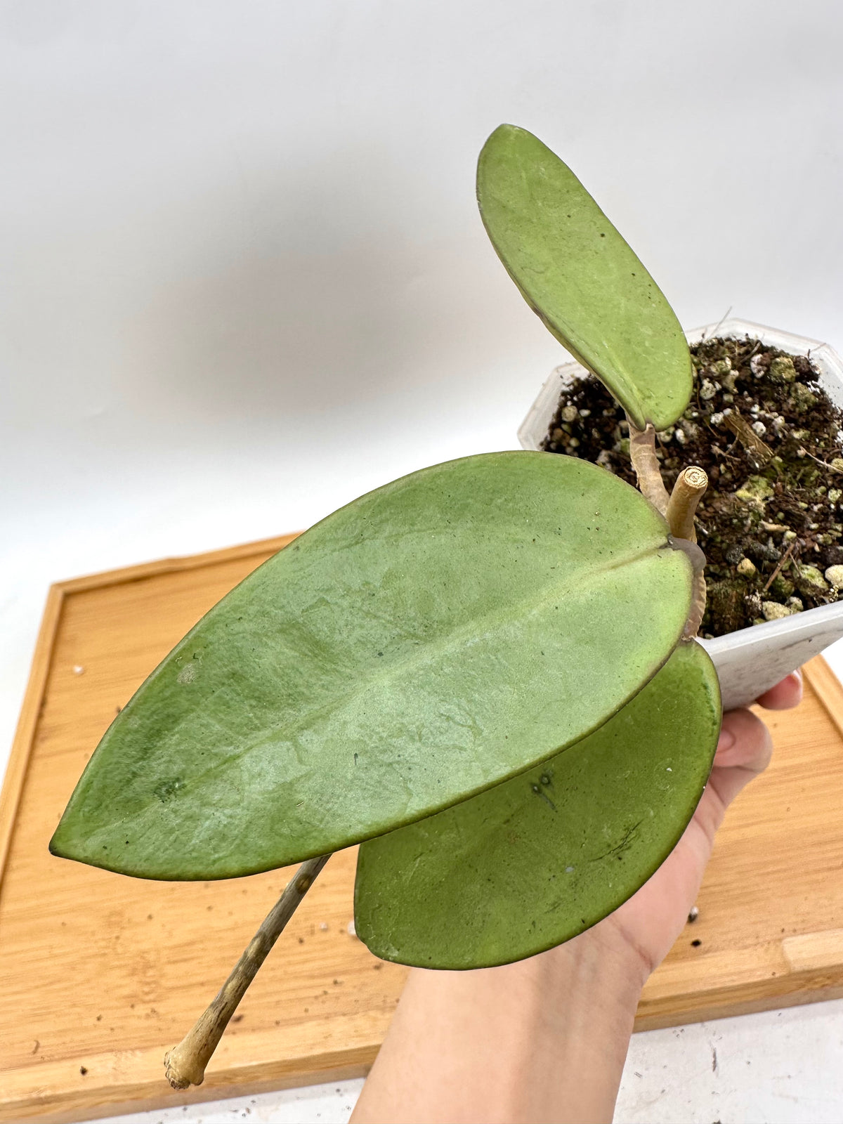 Hoya Silver Dollar