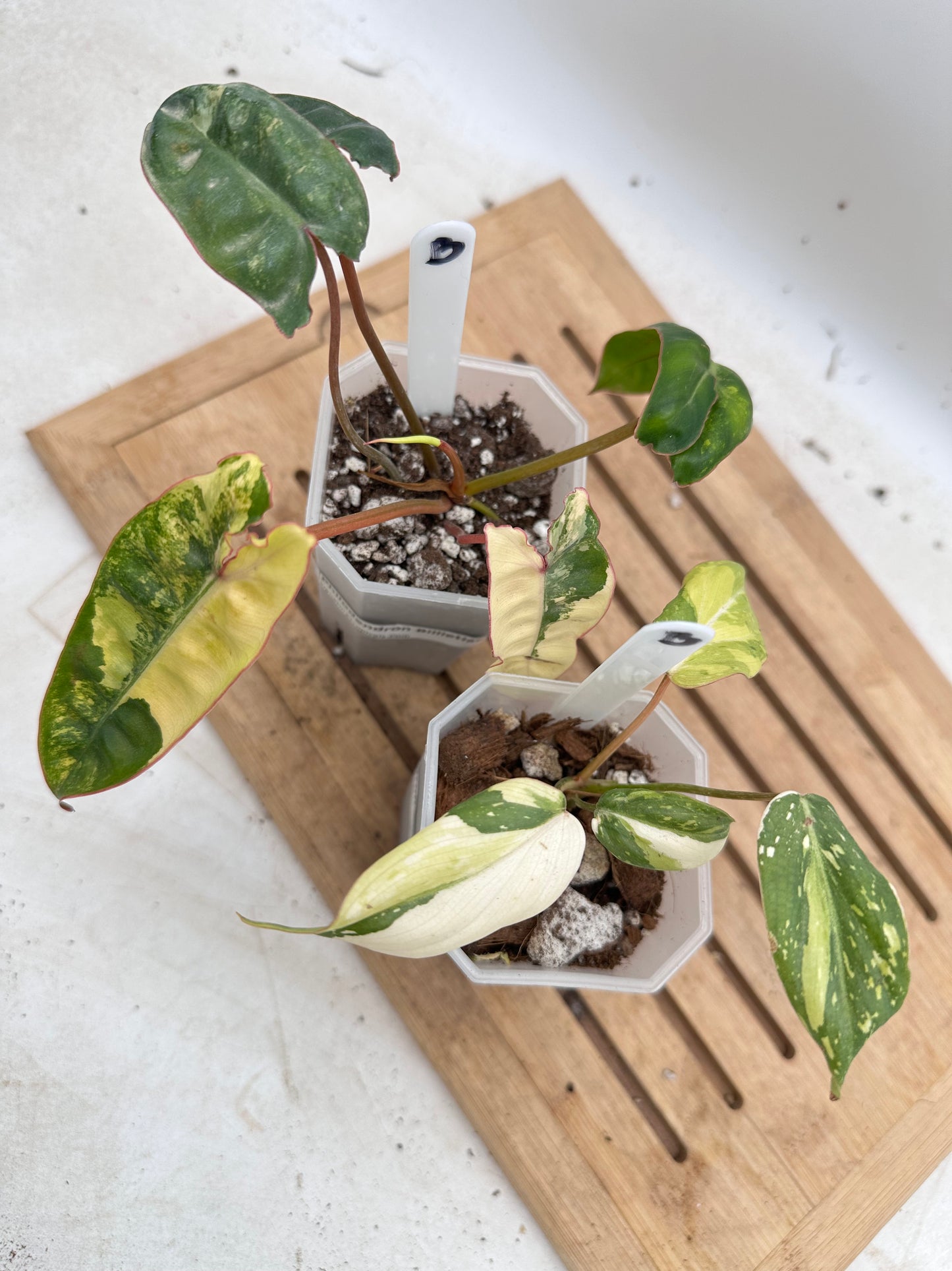 Combo Sale - Philodendron Gloriosum Variegated & Billietiae Variegated