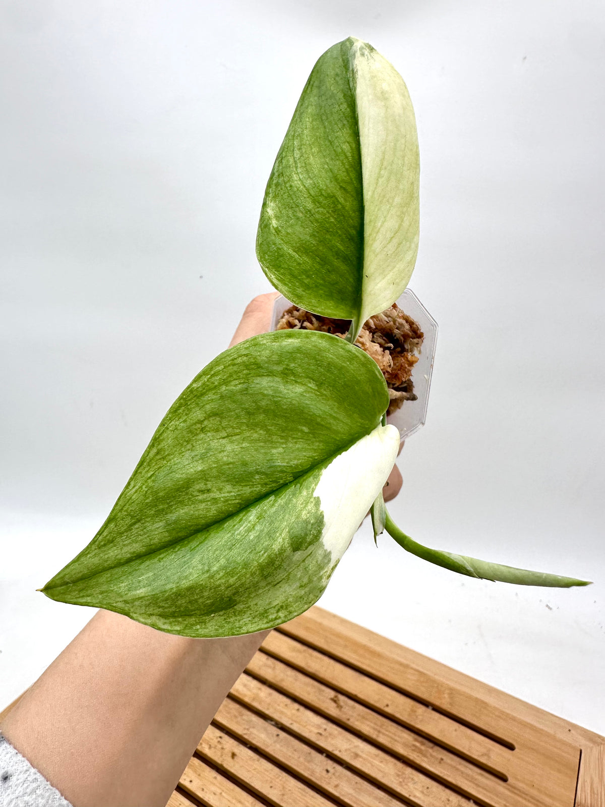 Scindapsus Treubii Moonlight Variegated