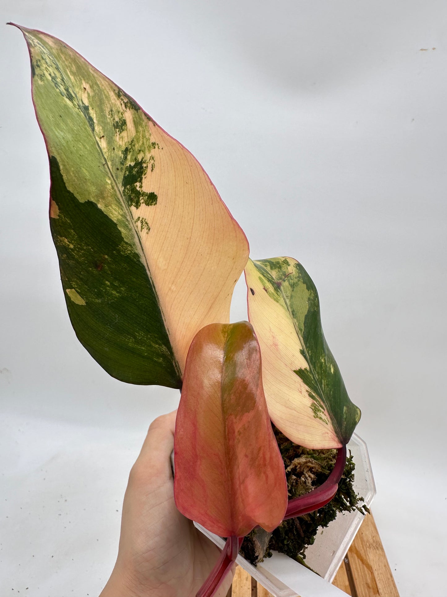 Philodendron Strawberry Shake