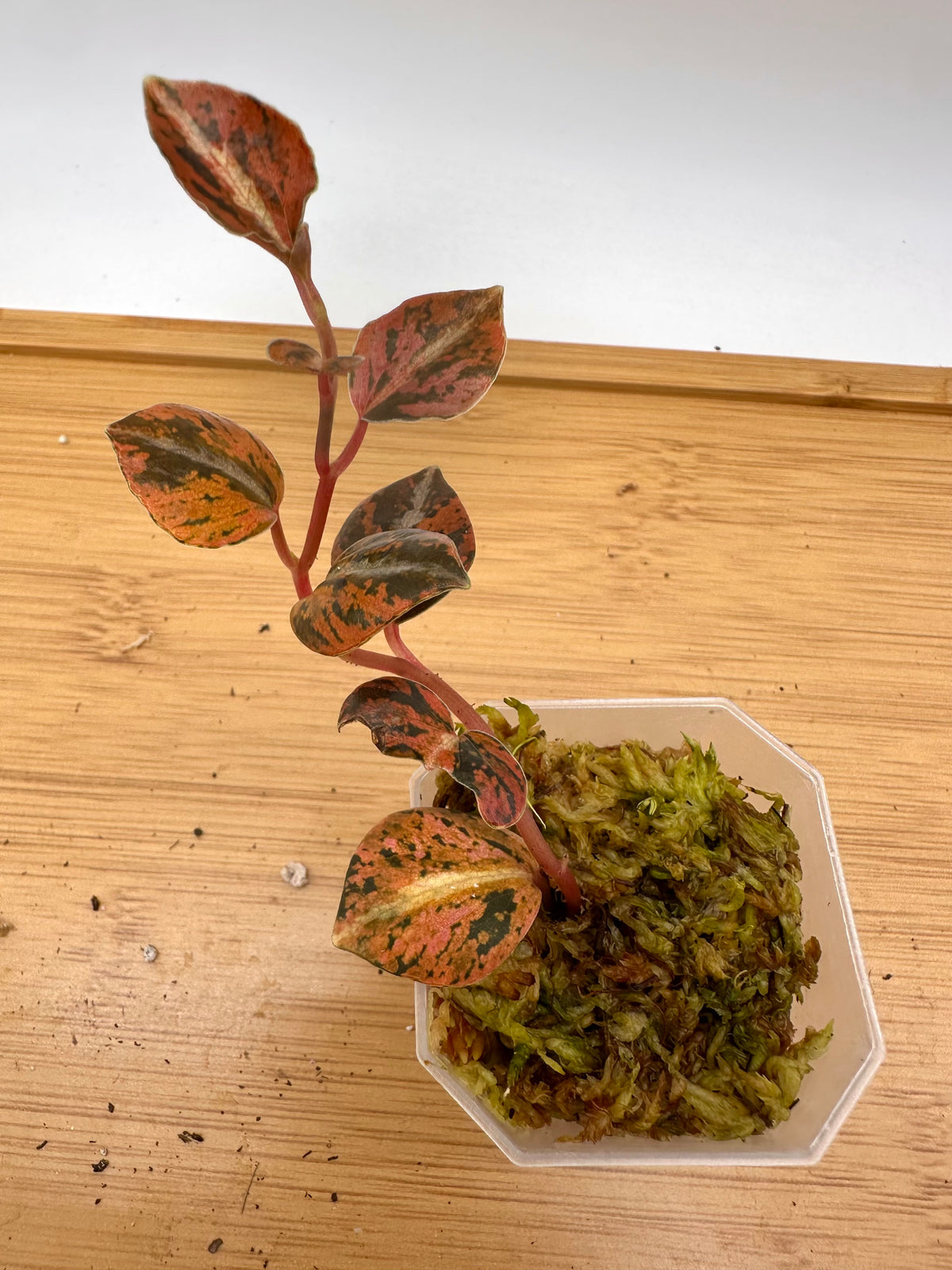 Peperomia Metallica Orange Variegated