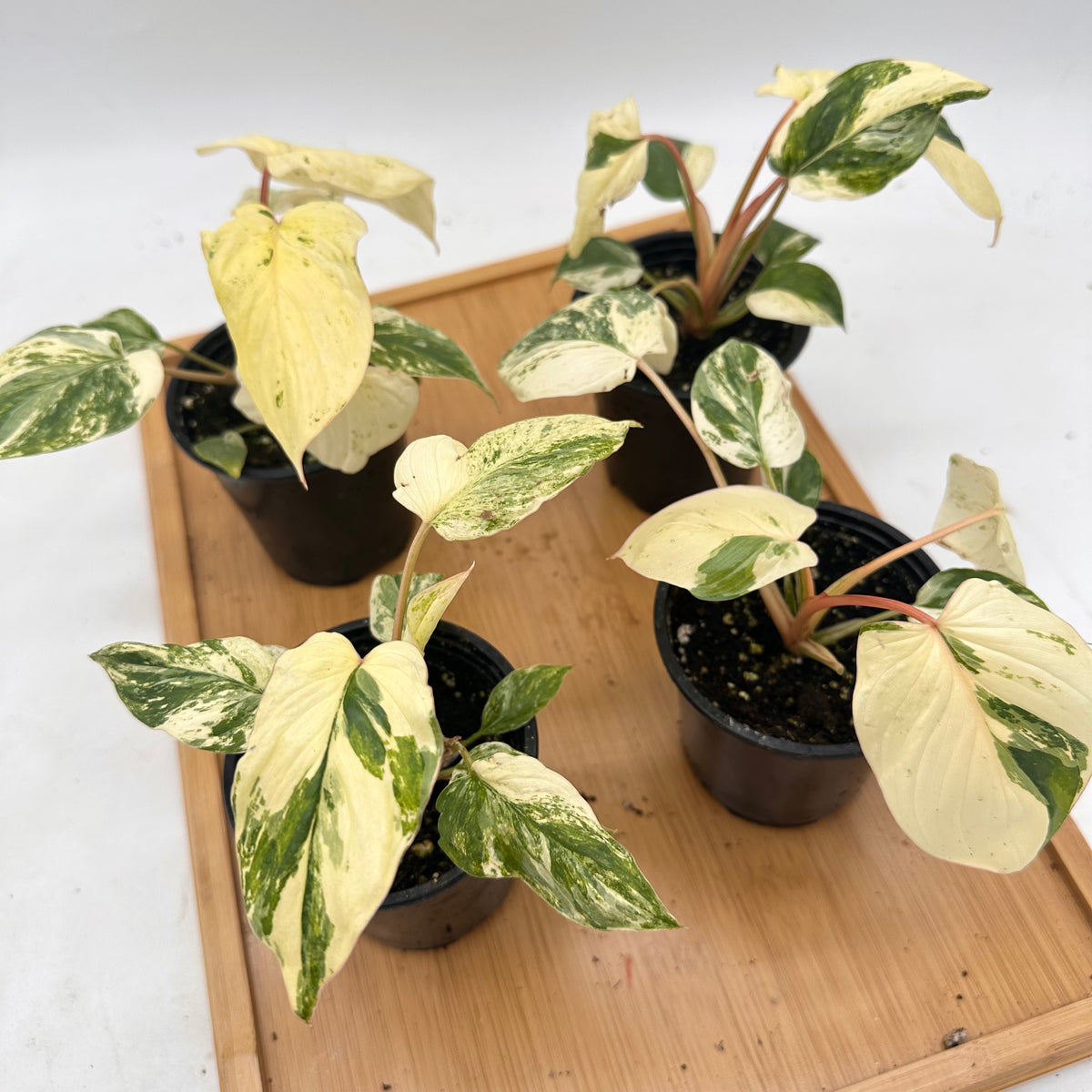 *October Sale - Homalonema Rubescens Variegated