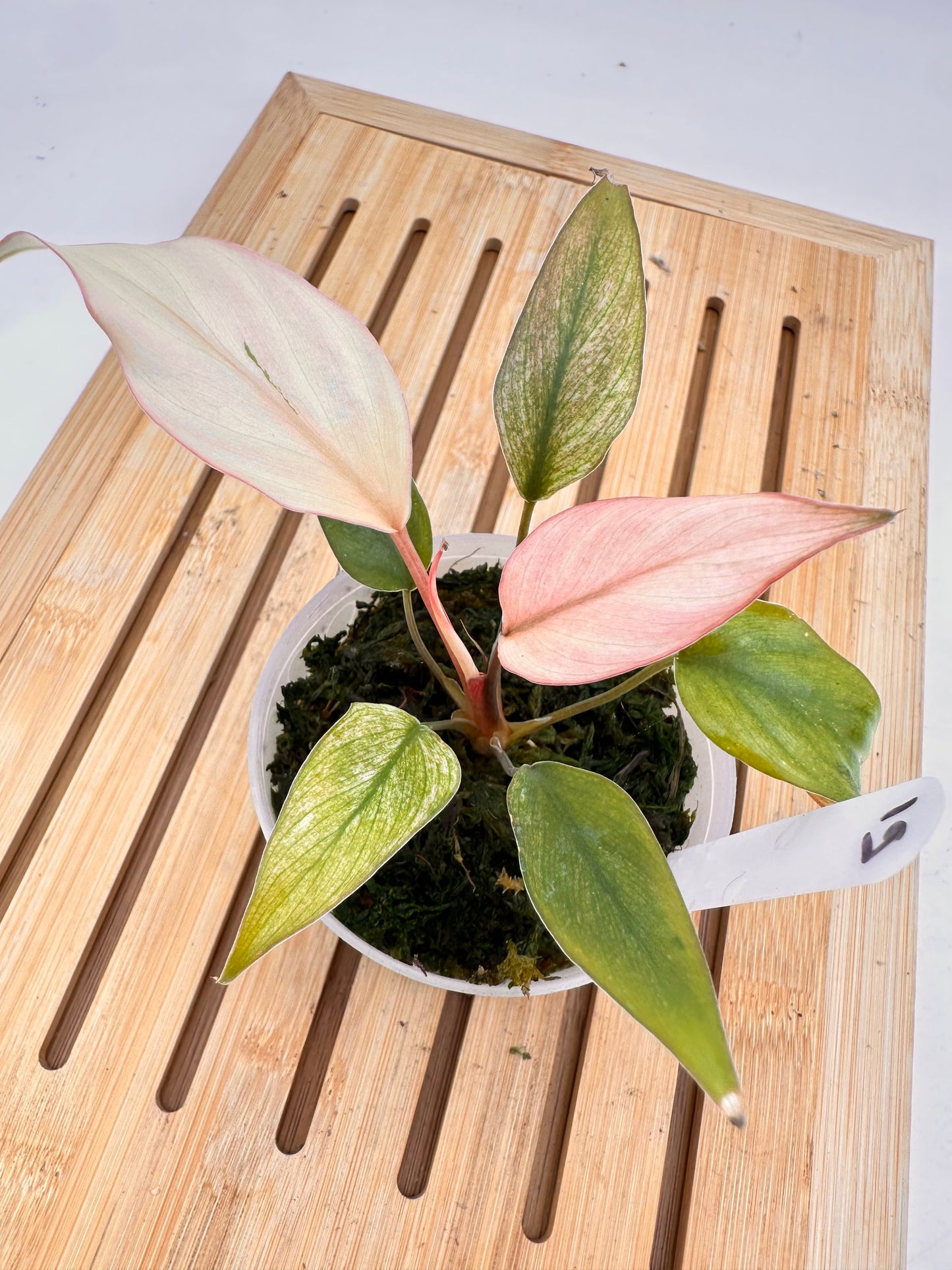 Homalonema Pink Diamond Variegated 019