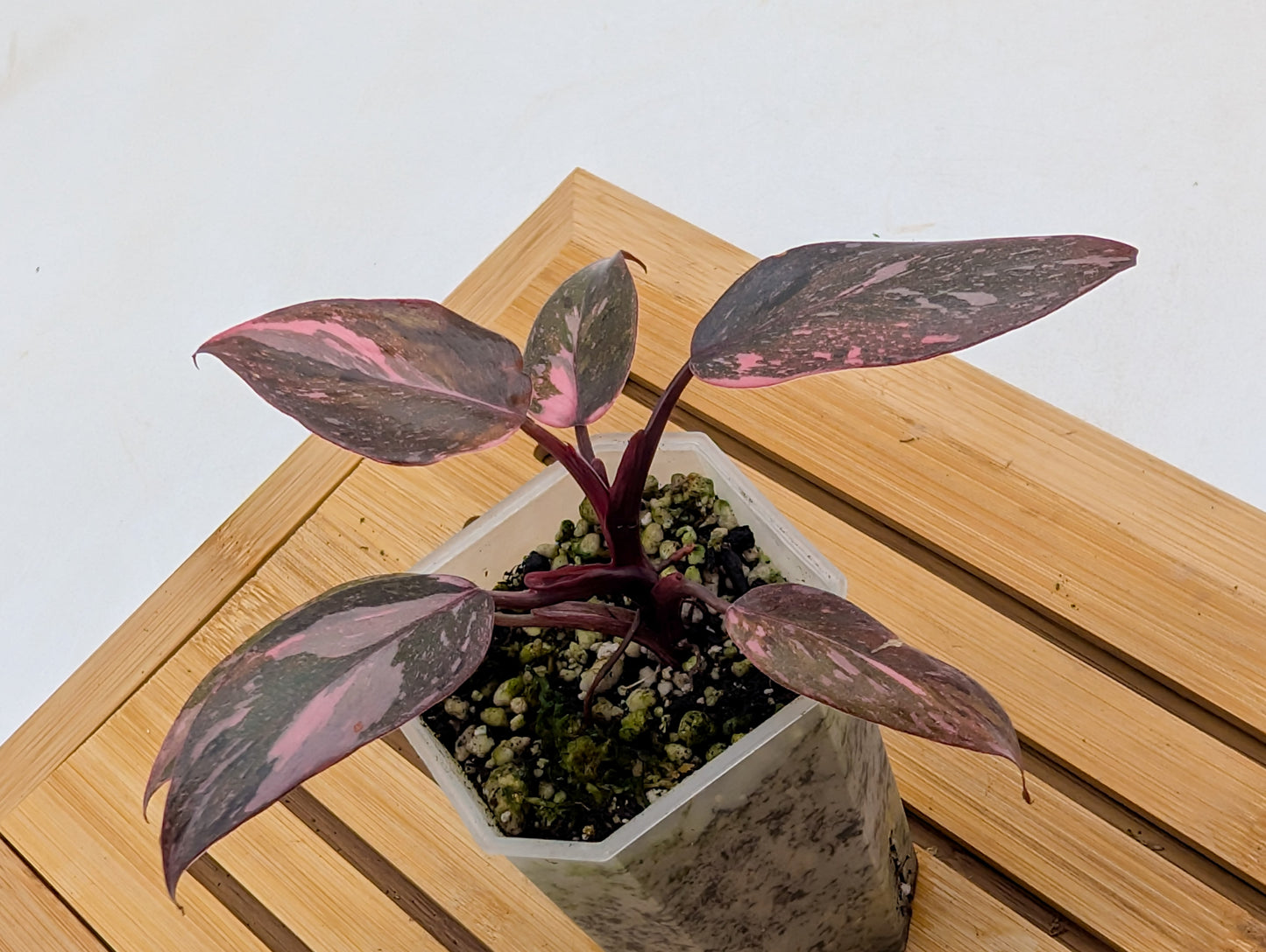 Philodendron Pink Princess Marble Galaxy - From Thailand
