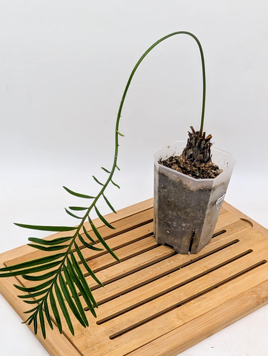 Cycas Siamese