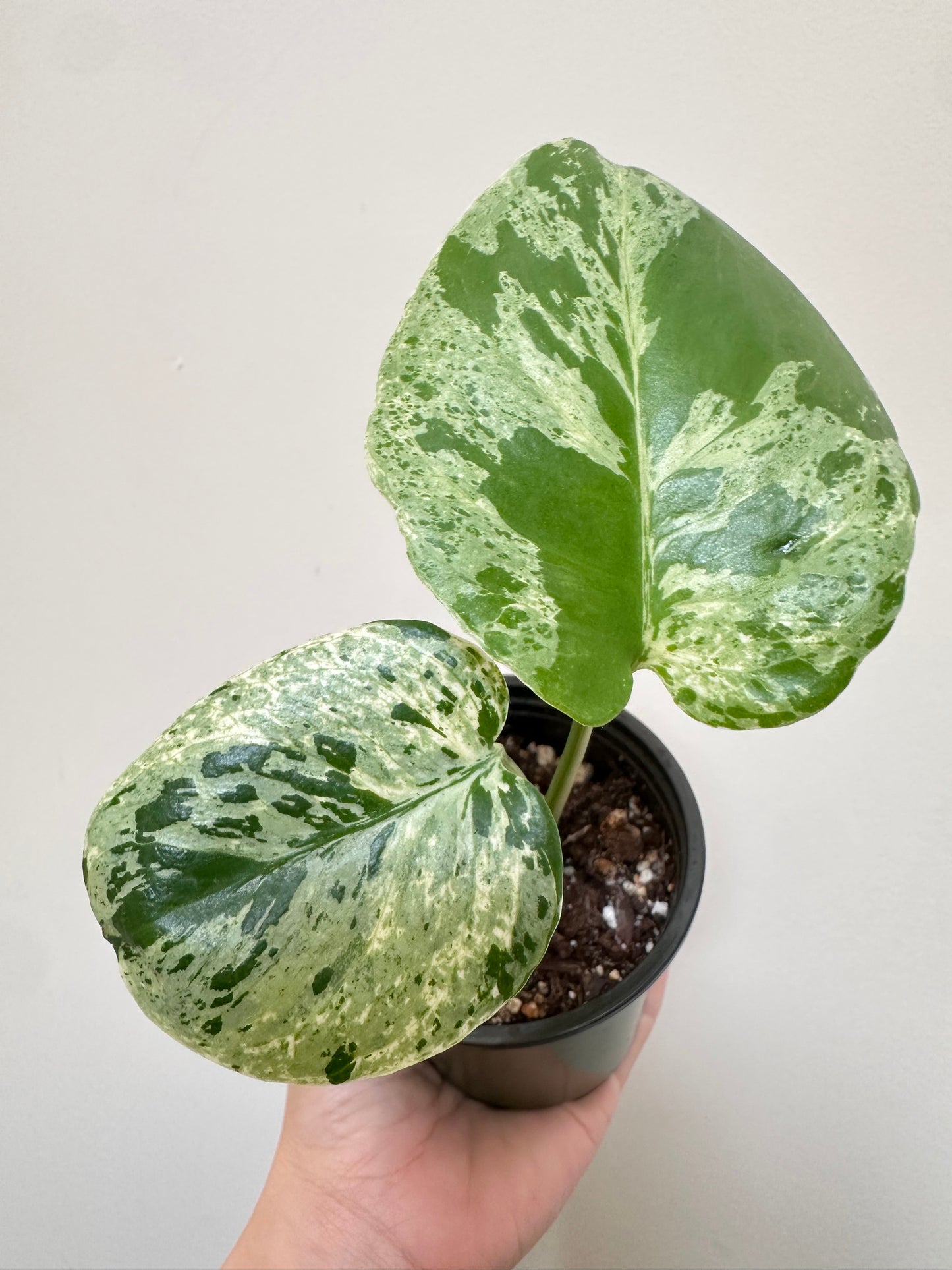 Monstera Bulbasaur - D