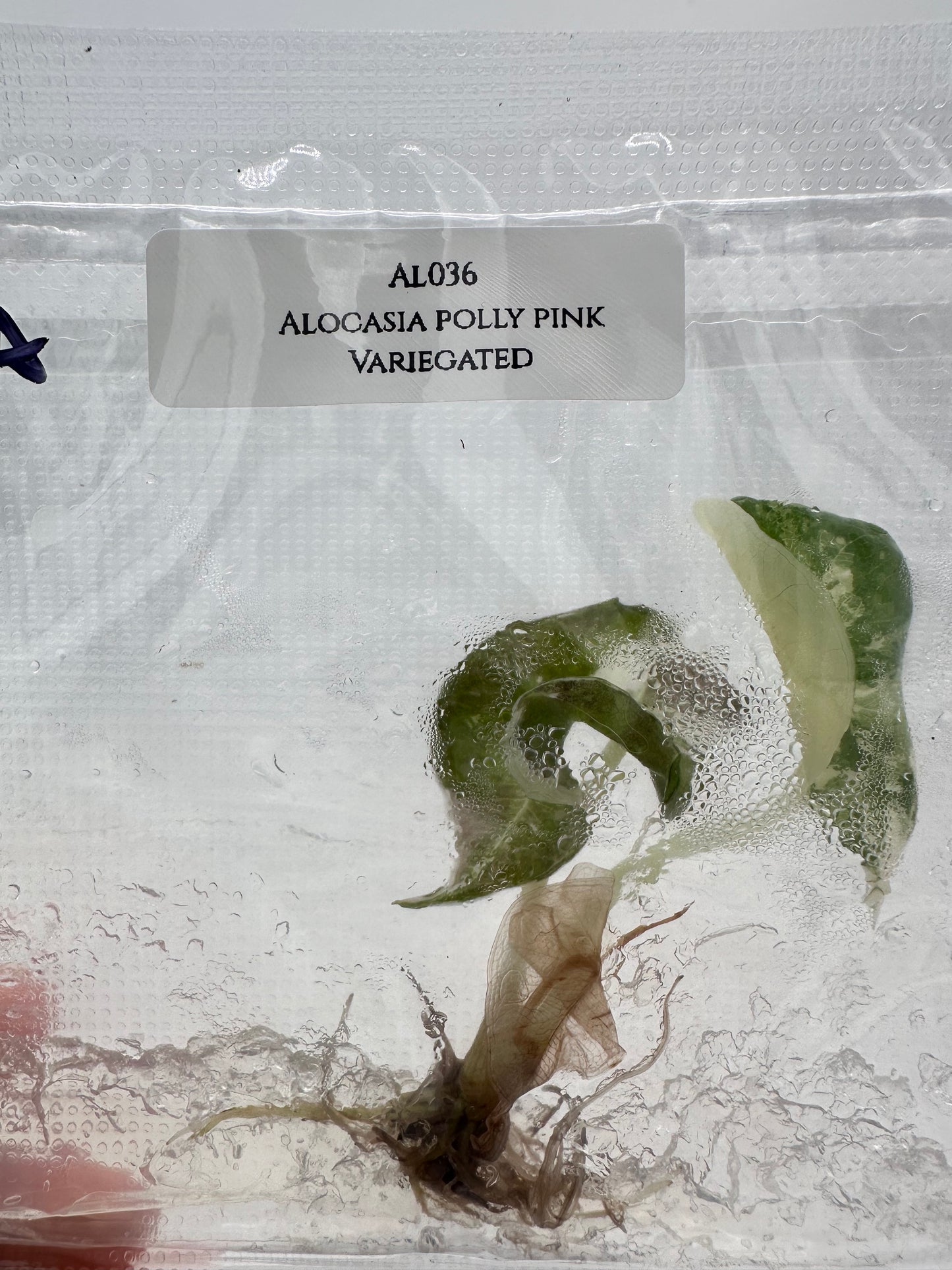 Tissue Culture - Alocasia Polly Pink Variegated