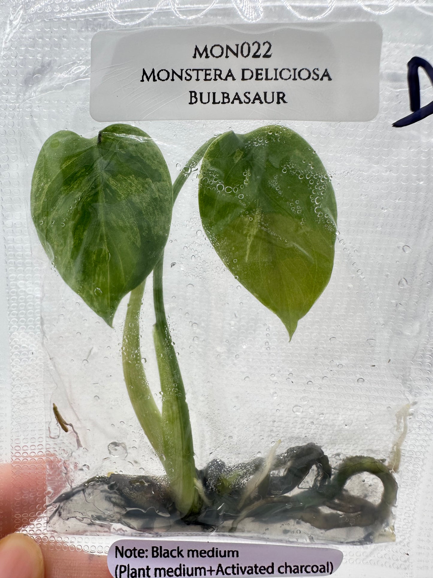Tissue Culture - Monstera Bulbasuar - Rare