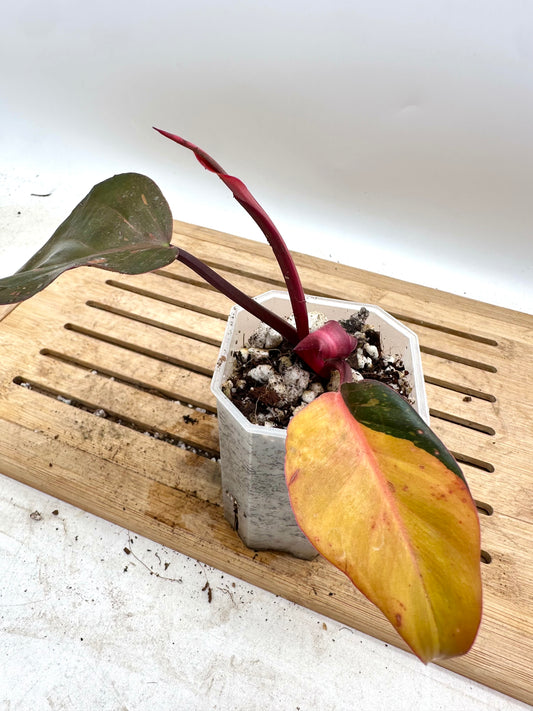 Philodendron Orange Princess Variegated
