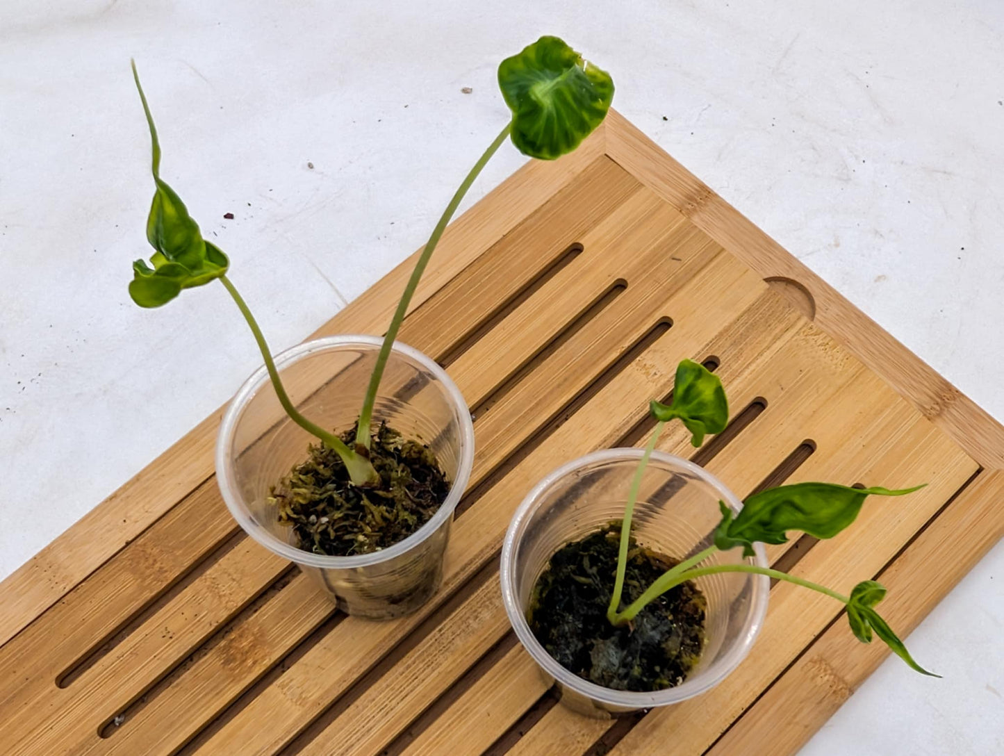Alocasia Teletubbies
