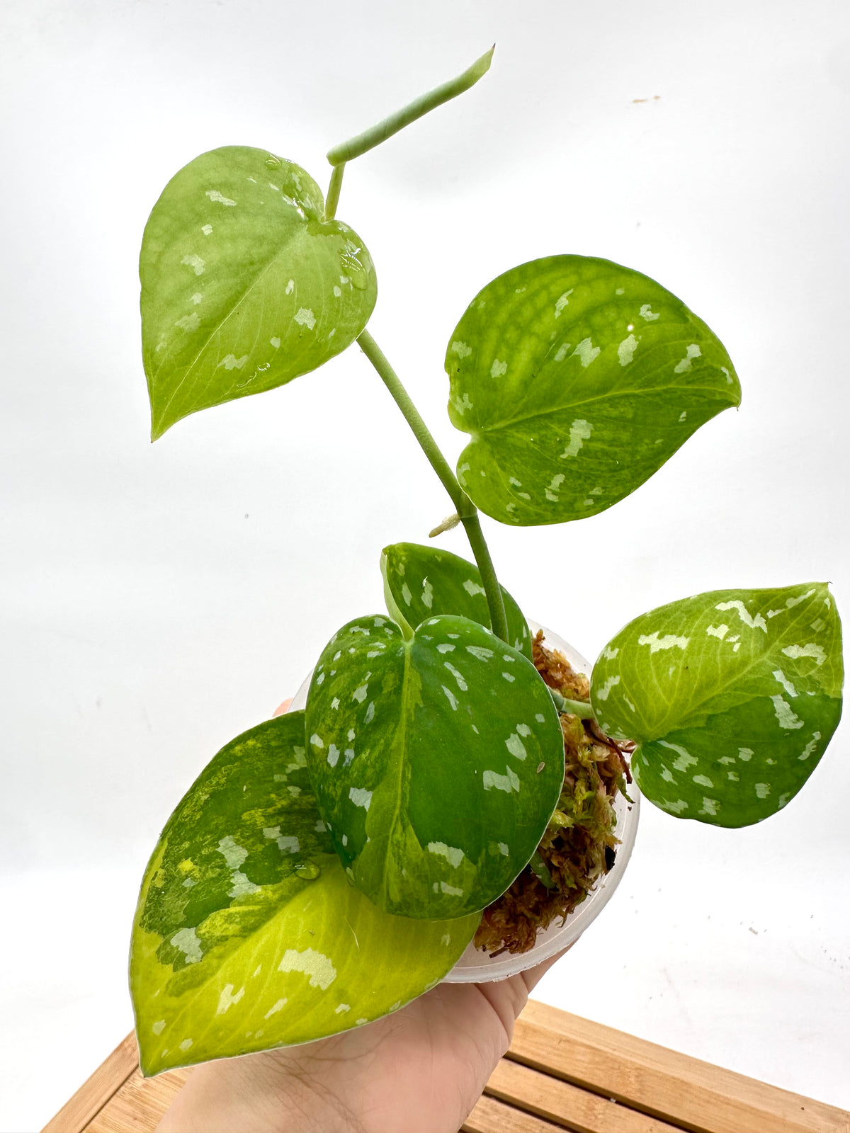Scindapsus Sentarum Variegated