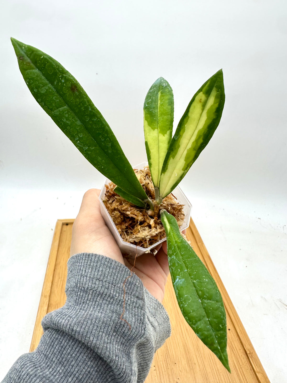 Hoya Rigidifolia Variegated
