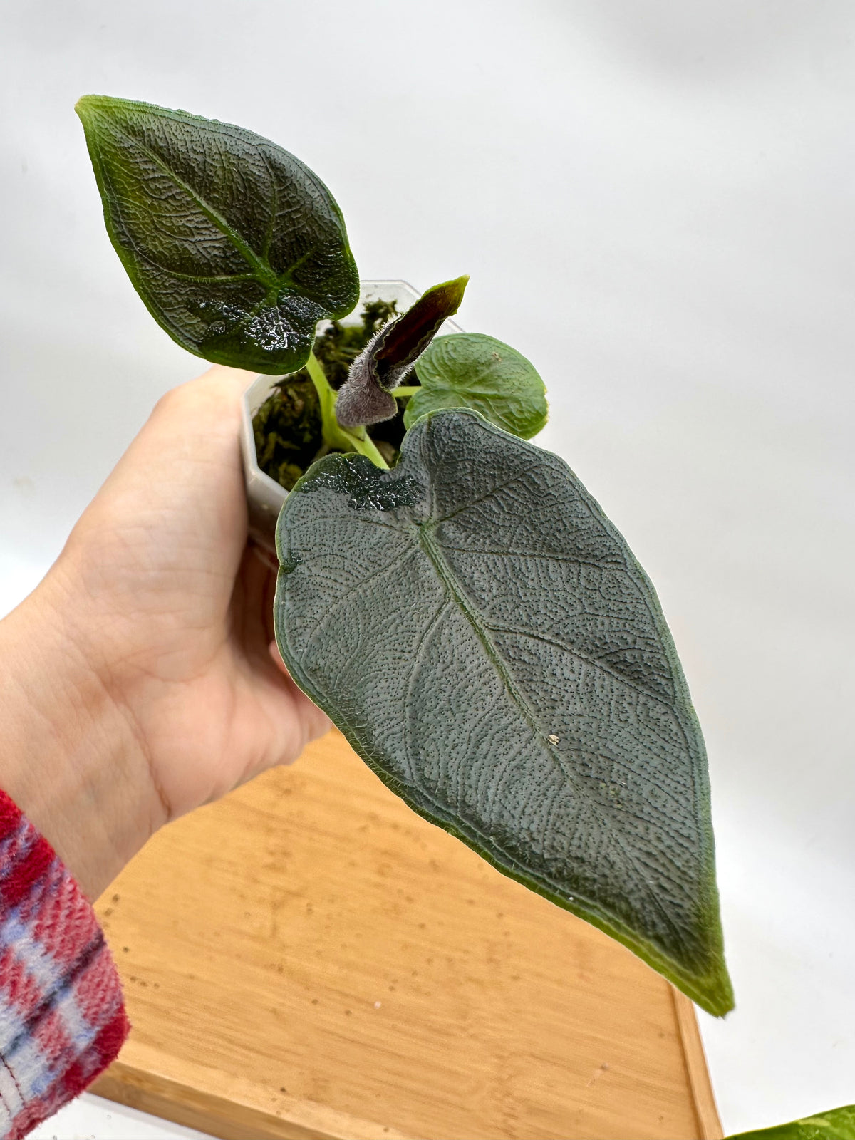 Alocasia Antoro Velvet