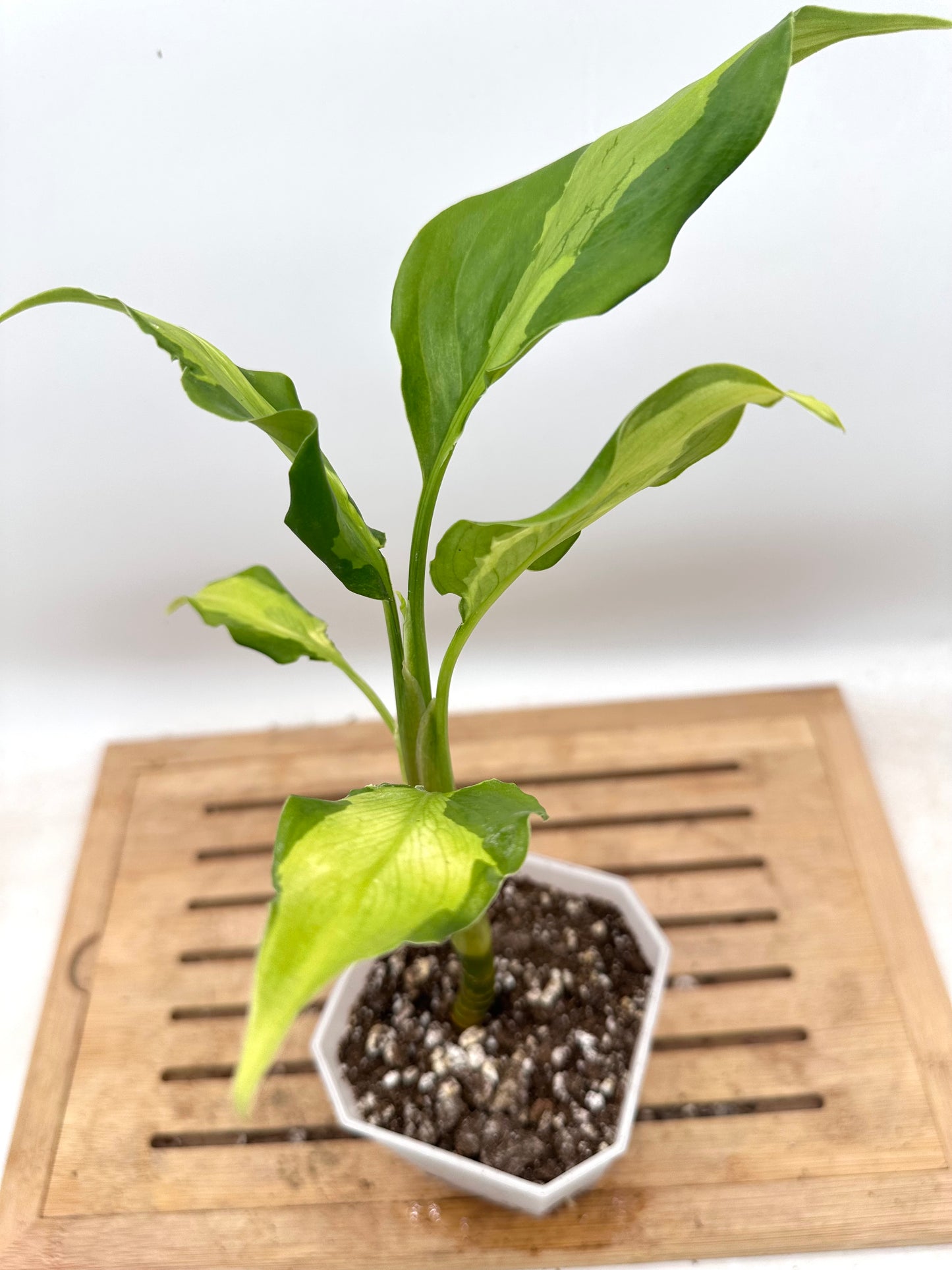 Aglaonema Rio - Rare Find 💚