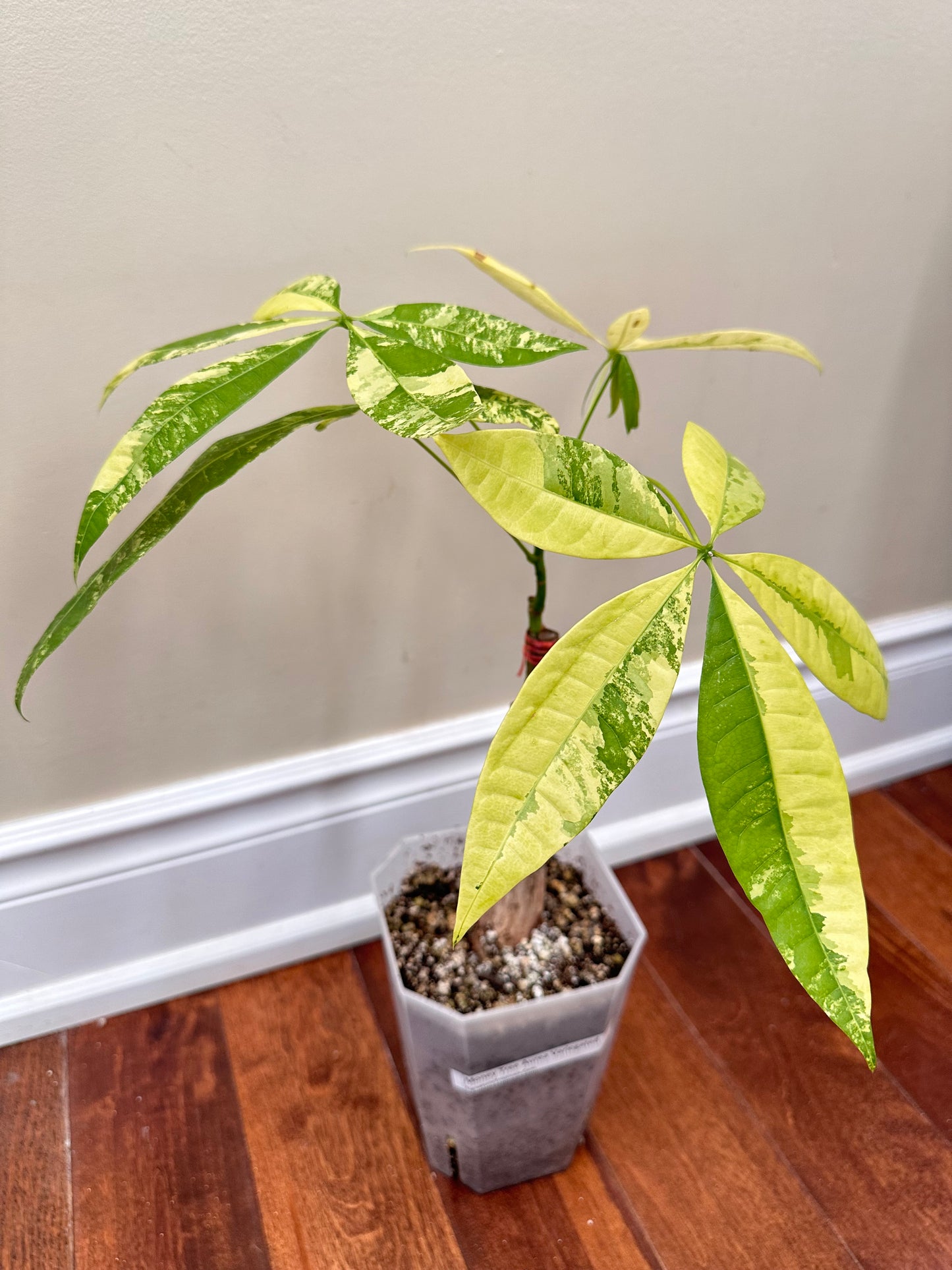 Money Tree Aurea Variegated