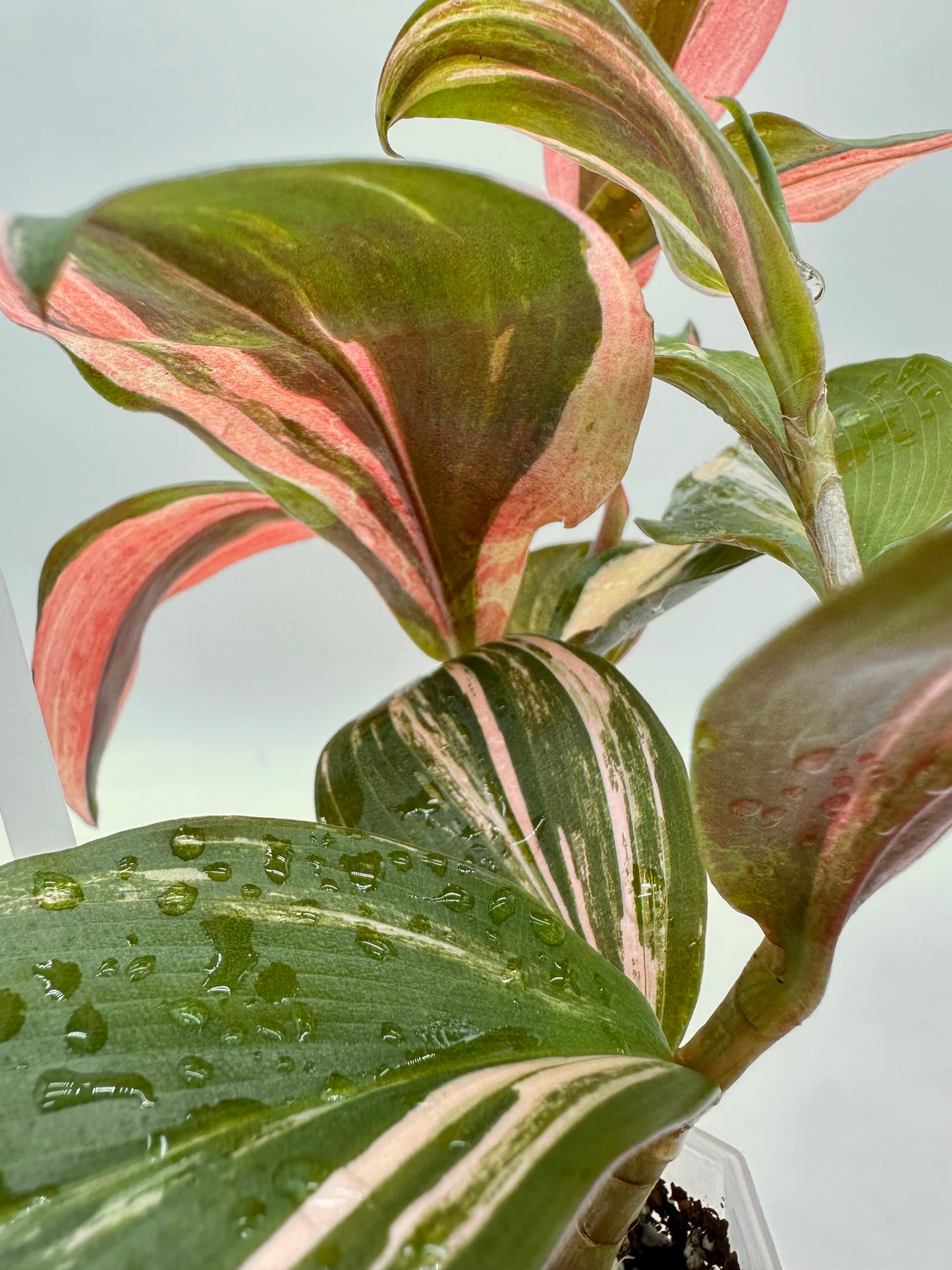 Spiral Ginger - Rare Pink Variegated 🩷