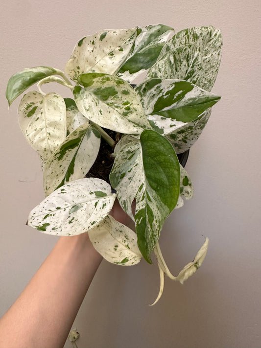 Epipremnum Pinnatum Marble