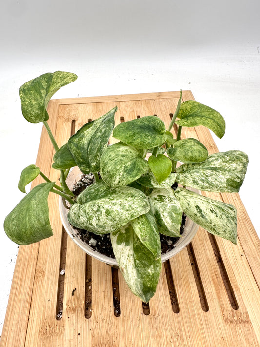 Thanksgiving Sales - 
Variegated Scindapsus Jade Satin Marble Queen - Multiple growths