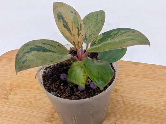 Philodendron Red Congo Dwarf Variegated